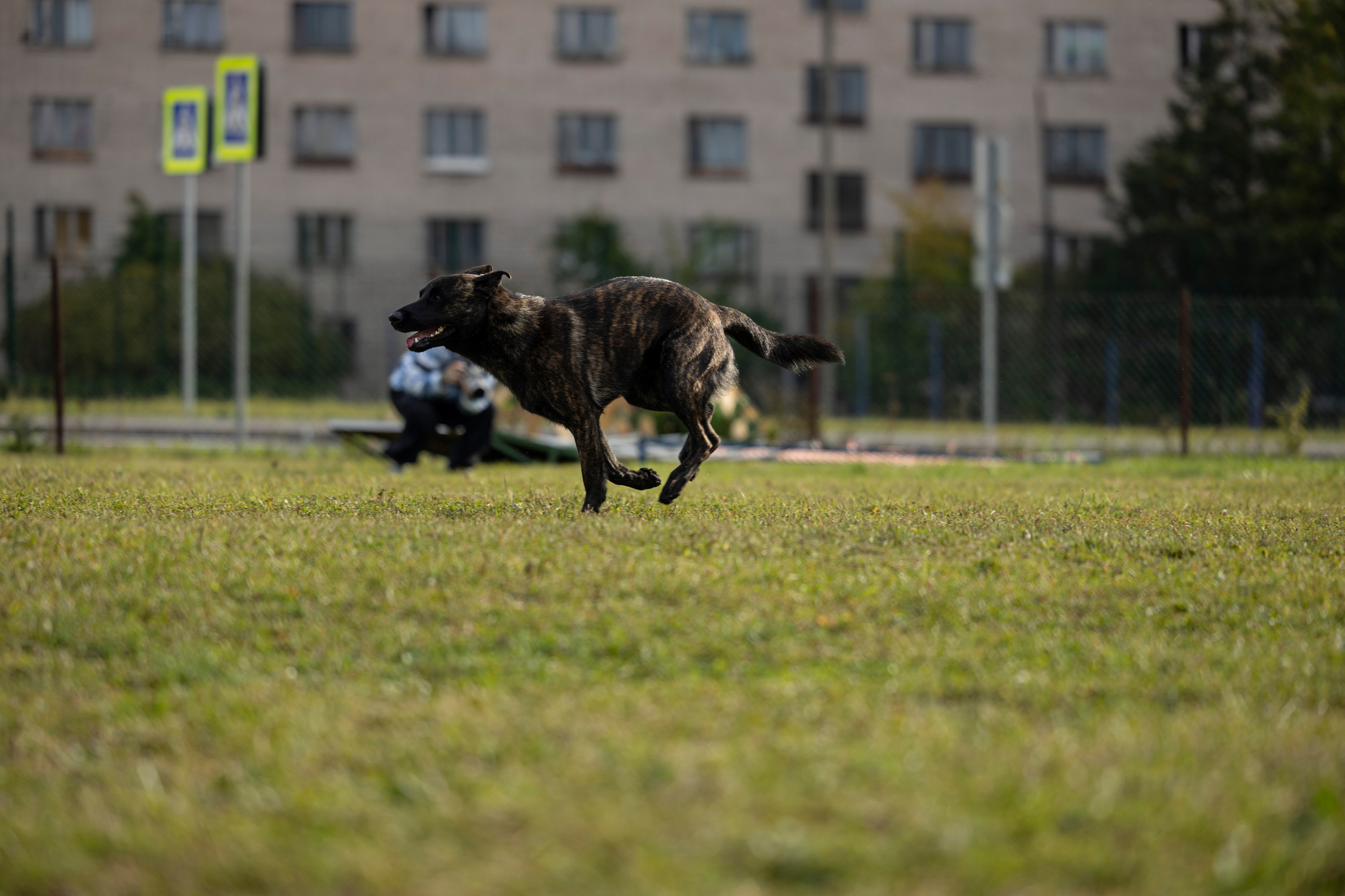 Испытания по Мондьорингу г. Пушкин. Фотограф-анималист Анна Маринич