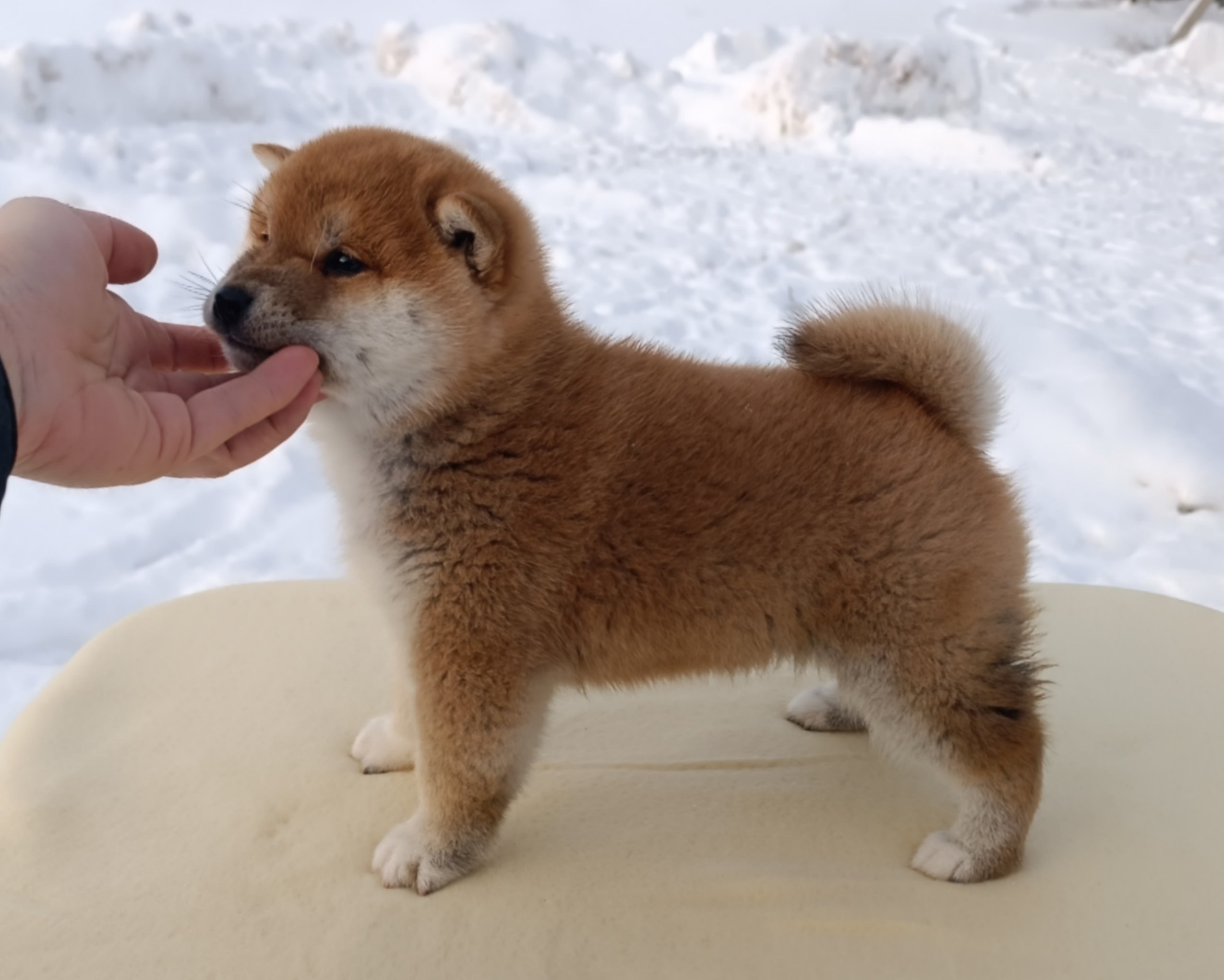 сиба питомник Рубилайт щенки на продажу rubylight  сиба щенки купить СПб Санкт-Петербург 