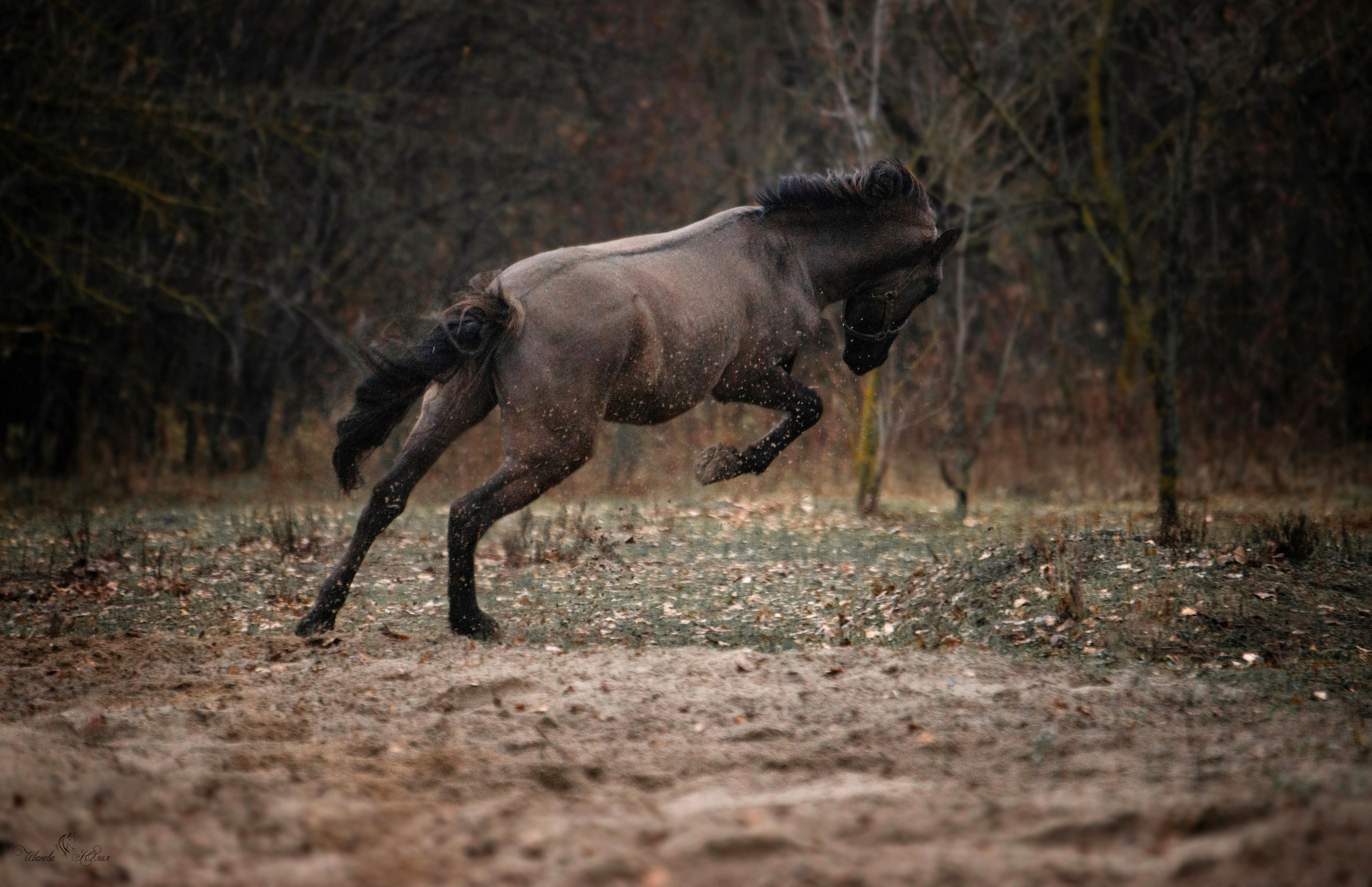 Лошади. Конный фотограф в Саратове Юлия Иванова