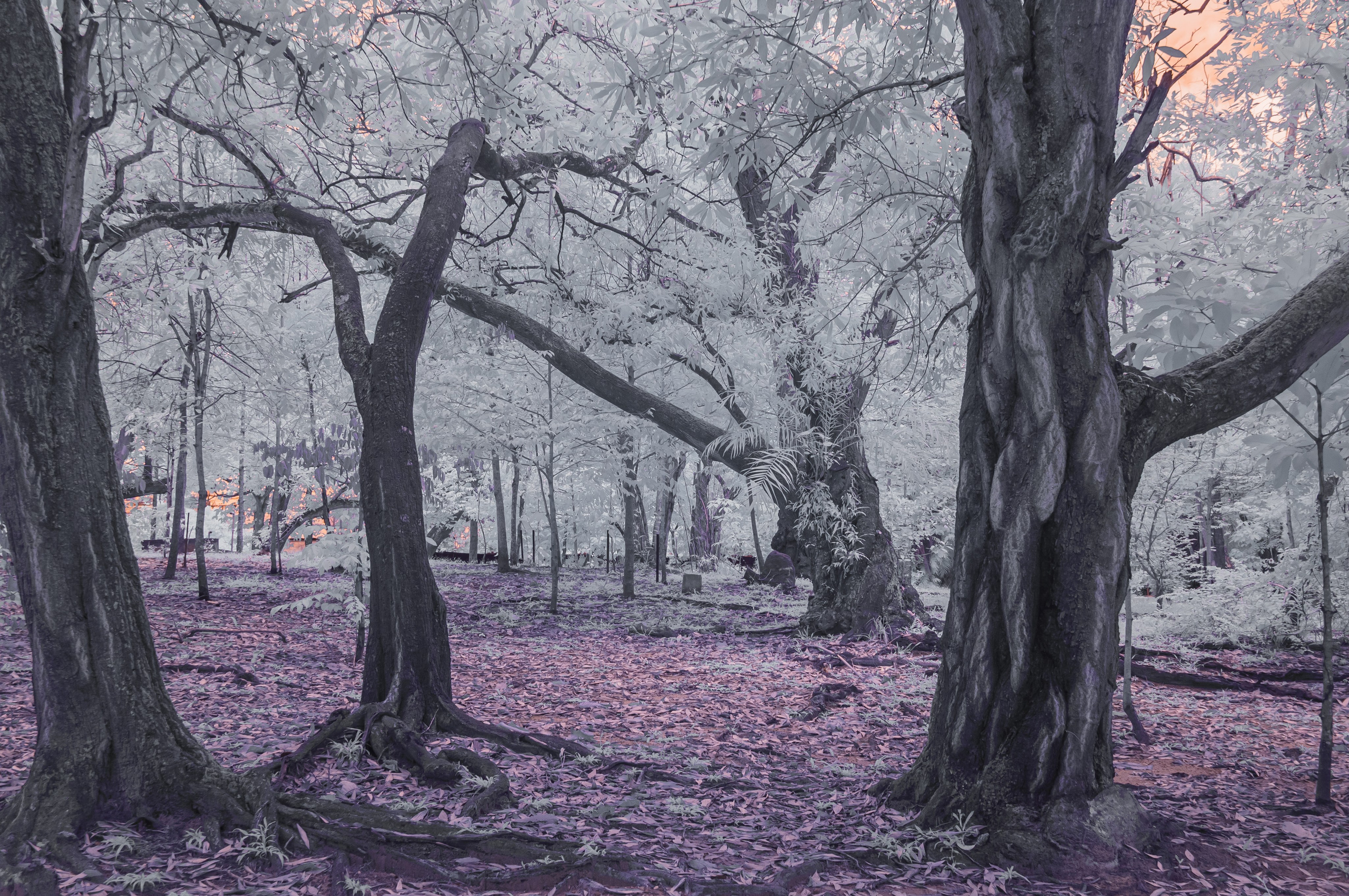 Инфракрасная фотография. Портретный, репортажный и свадебный фотограф в Екатеринбурге Денис Южаков