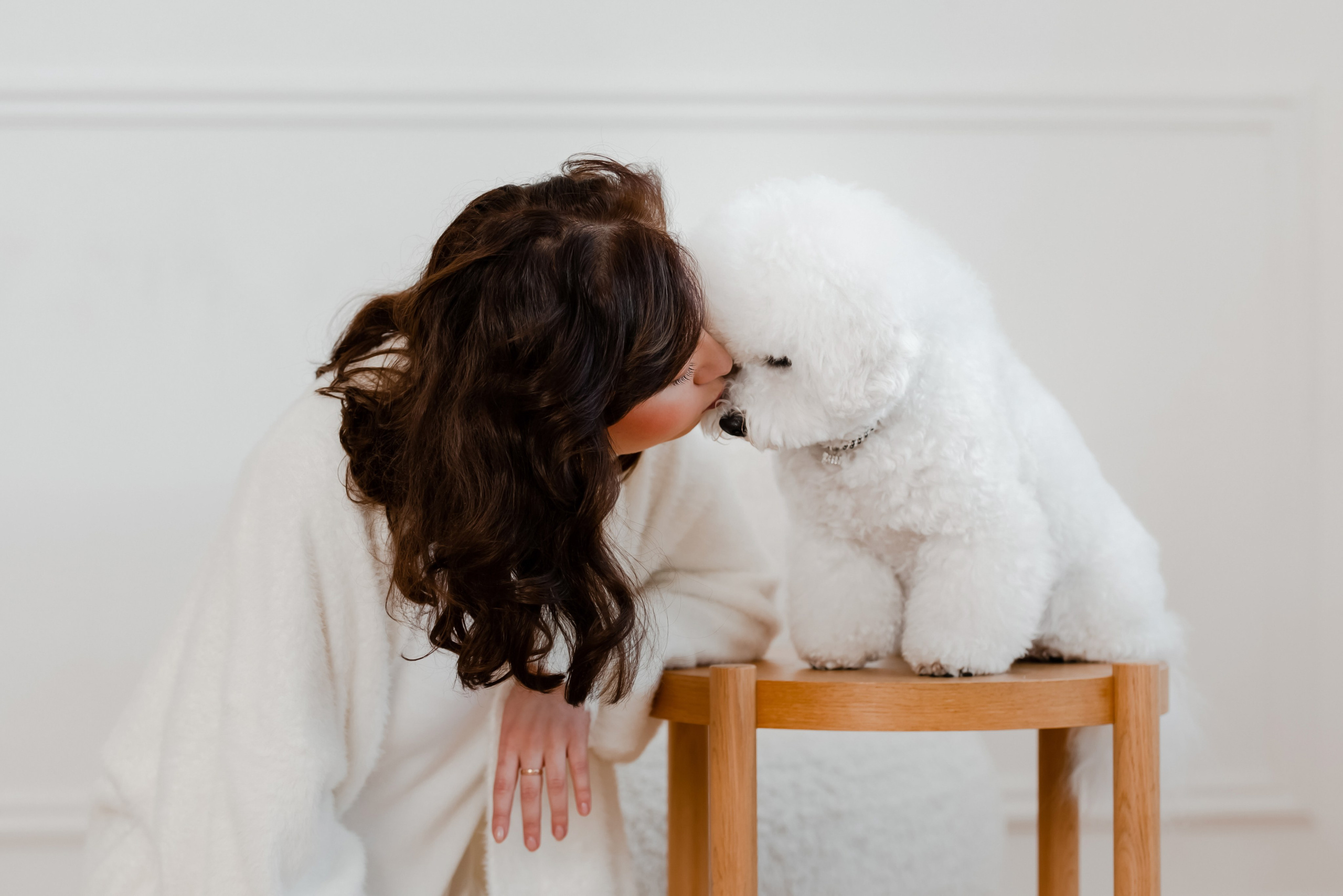 Бишон-фризе. Фотограф-анималист в Краснодаре Маша Мельникова