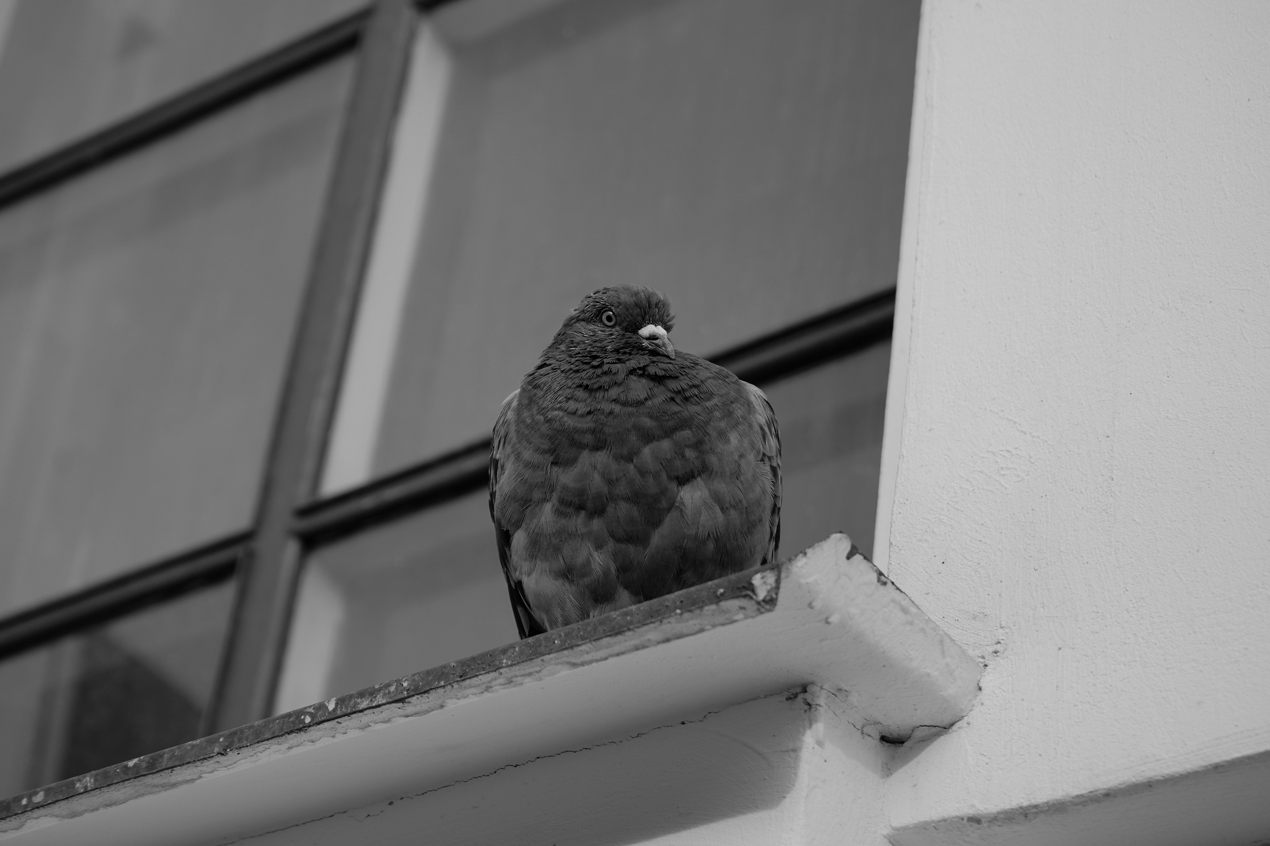 Разное. Фотограф в Санкт-Петербурге Виктория Барышникова