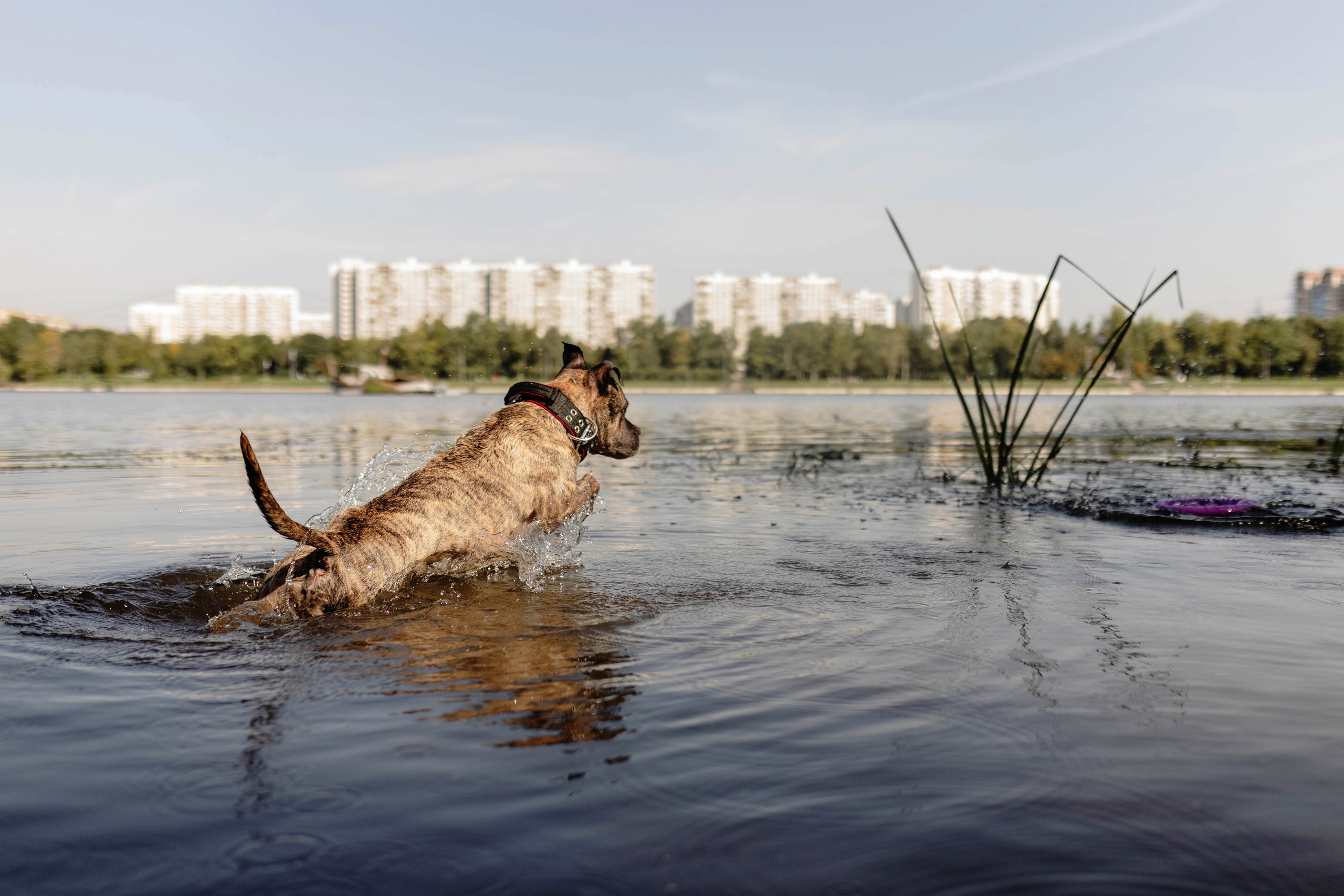 Москва / Билл и его семья. Фотограф Кузина Вера