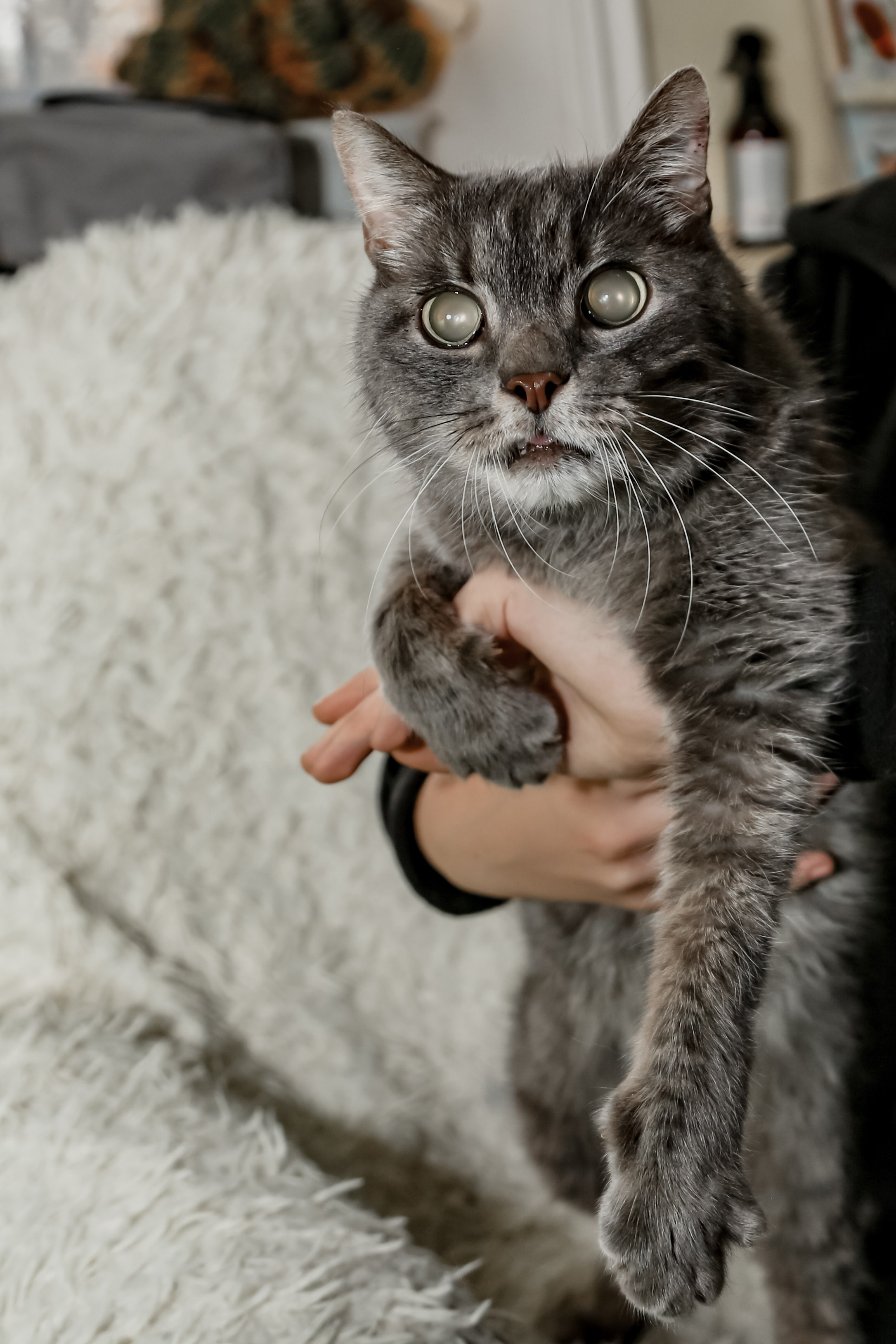 Приют Кошкин Дом Филимоша. Ваш фотограф в Оренбурге Рощупкина Екатерина