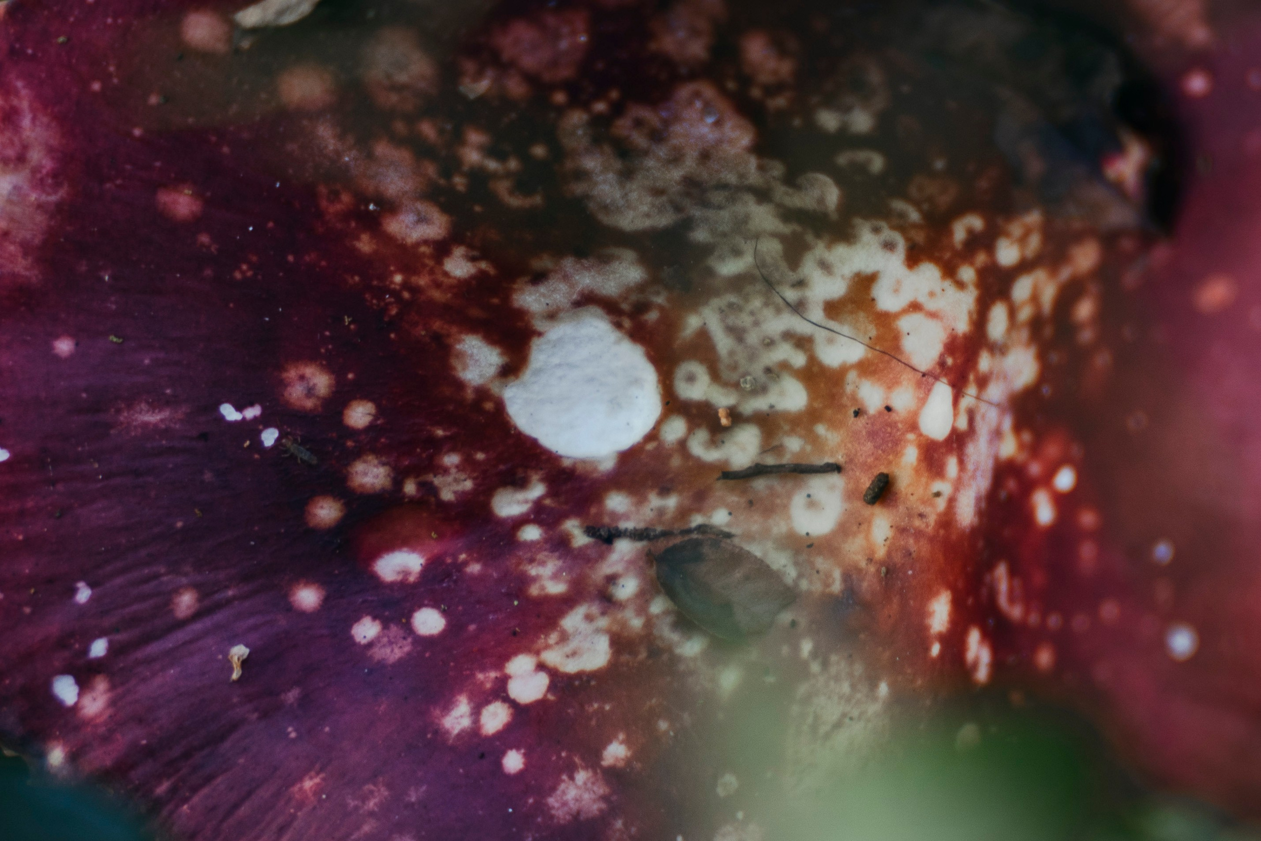 Молчановы. Многолетний проект о молодой семье. Фотограф в Москве Савкина Евгения