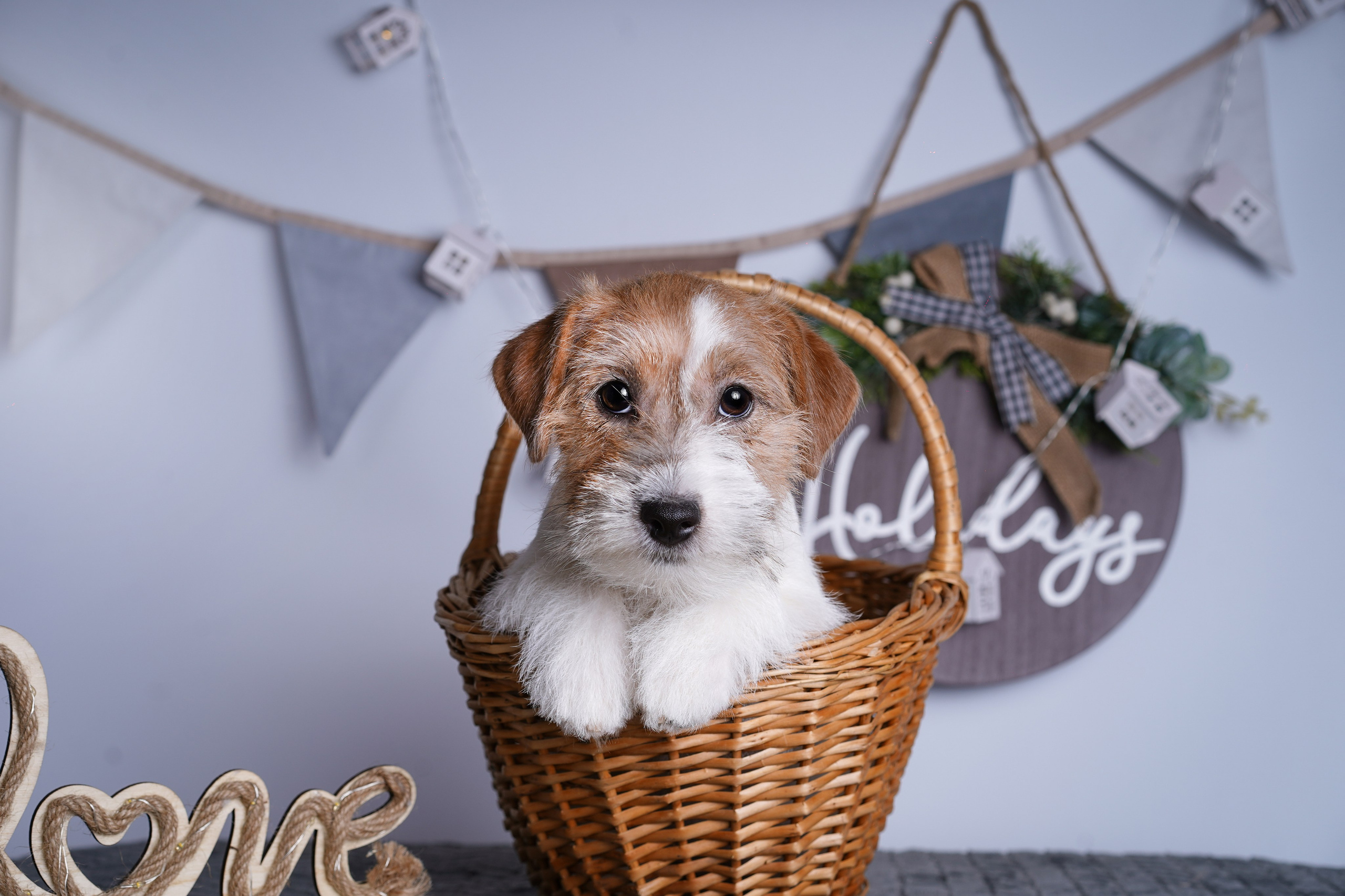 Щенки дрт. Фотограф-анималист в Санкт-Петербурге Яна Мартынова