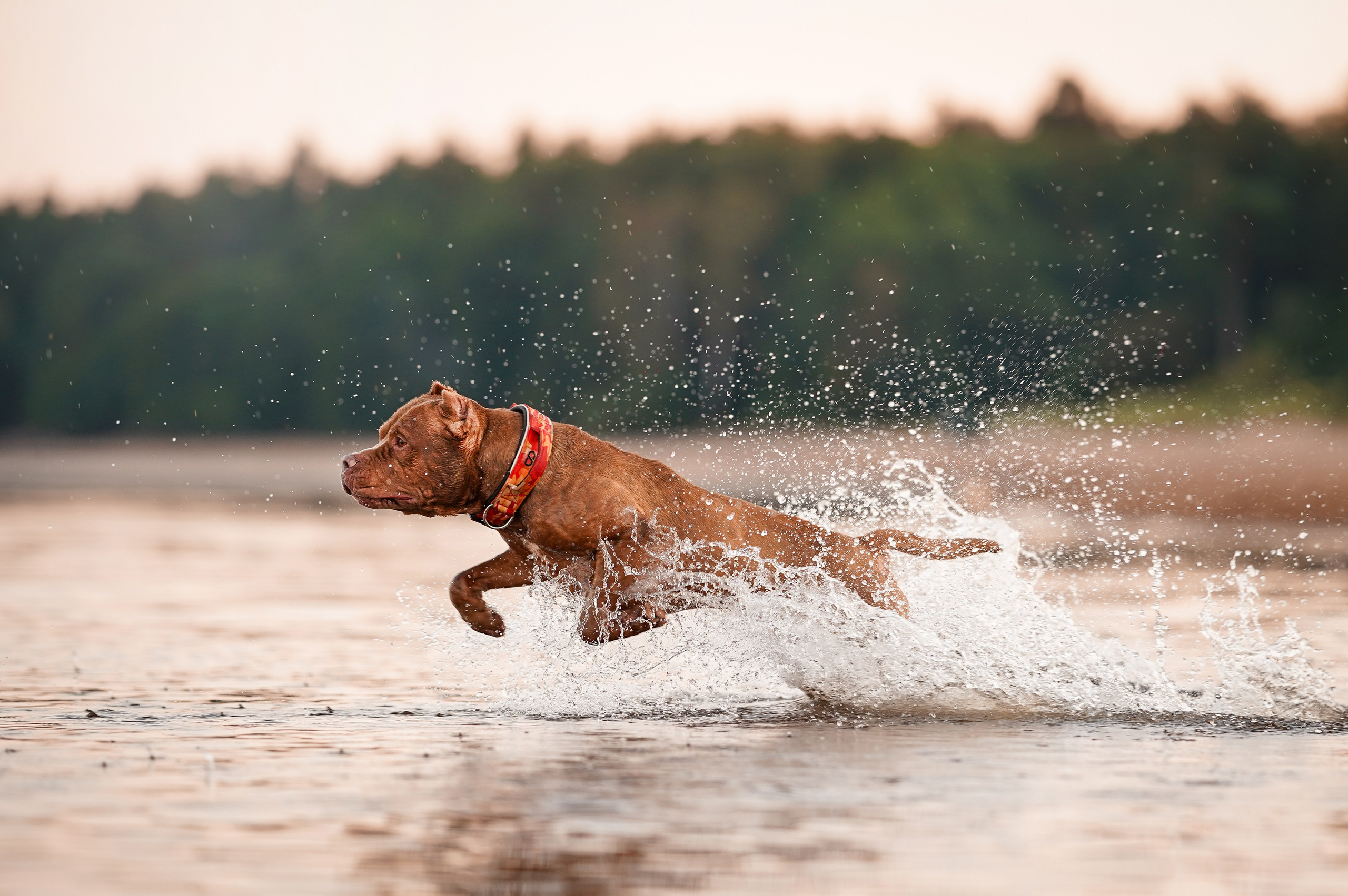 Татьяна Изи и Джем. Фотограф-анималист в Санкт-Петербурге Яна Мартынова