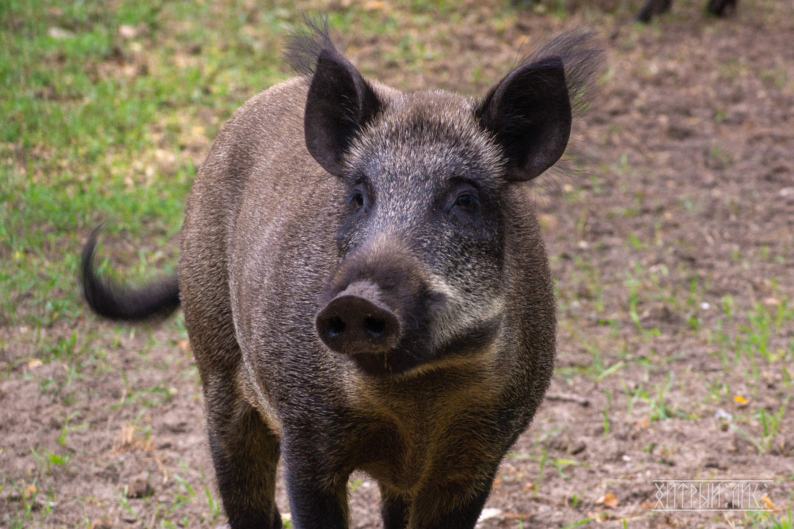 Беларусь. Фотограф-путешественник Самойлов Максим «Sly Fox»