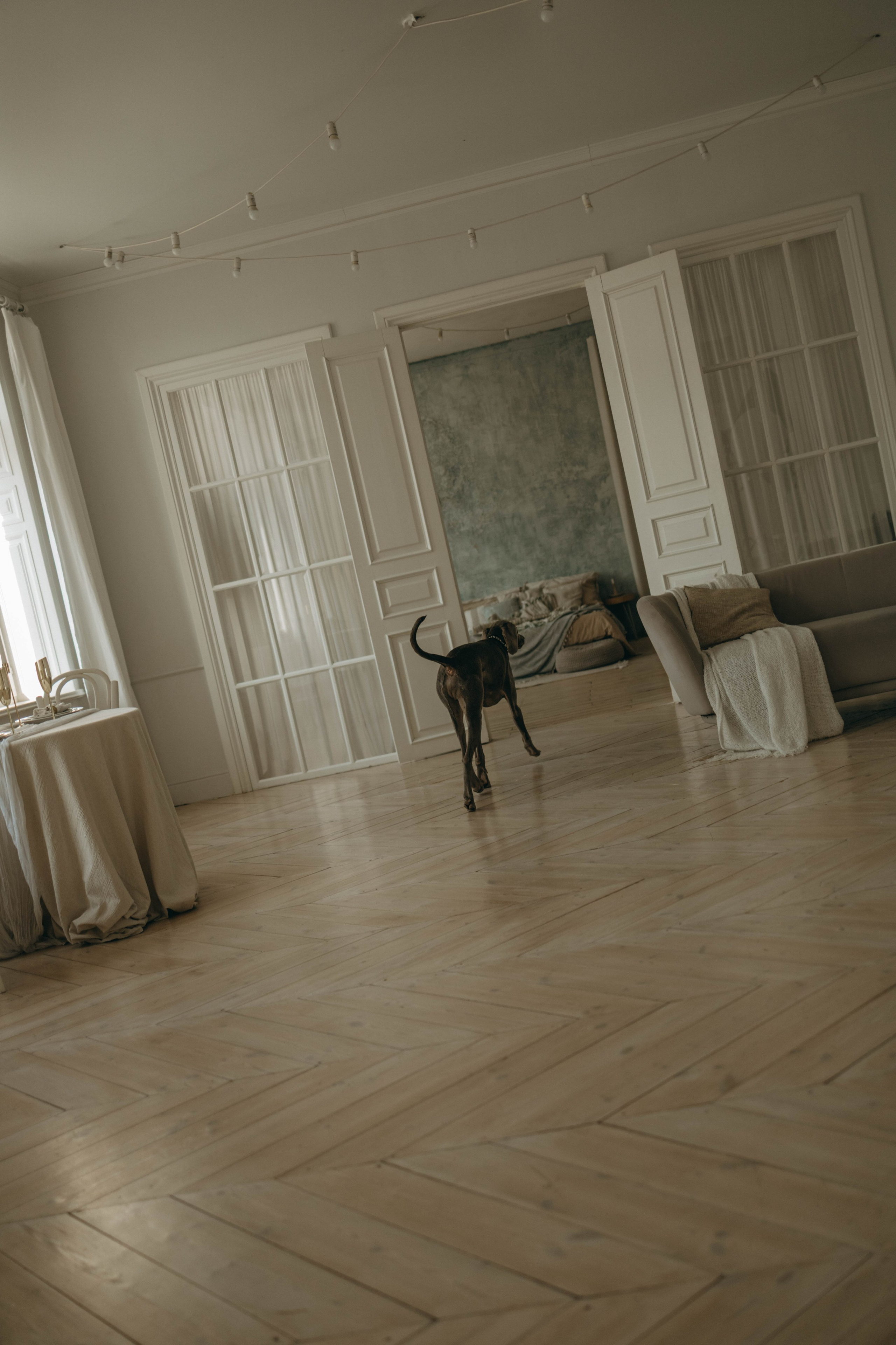 Фотосессия в студии с собакой. Фотограф-анималист в Екатеринбурге | Кристина