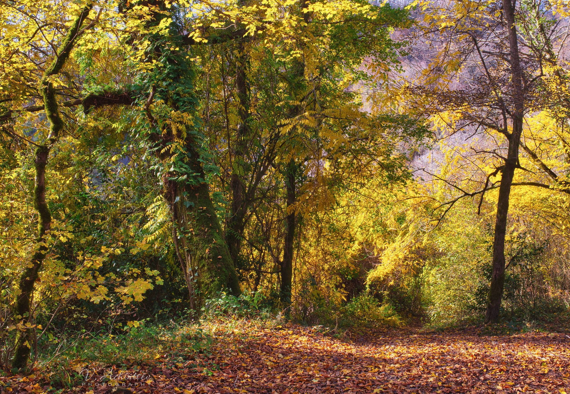 Разное. Фотограф в Сочи Владимир Ачинцев