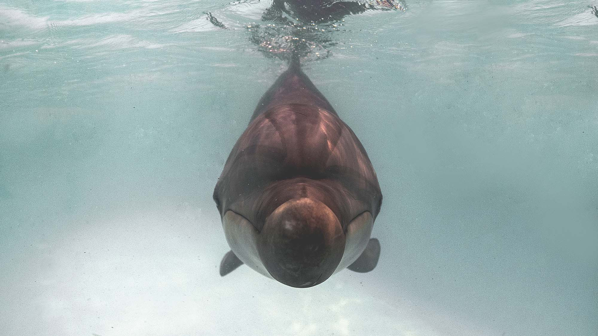 Подводная фотосъемка в бассейне. Профессиональная фотосъемка. Ростов-на-Дону