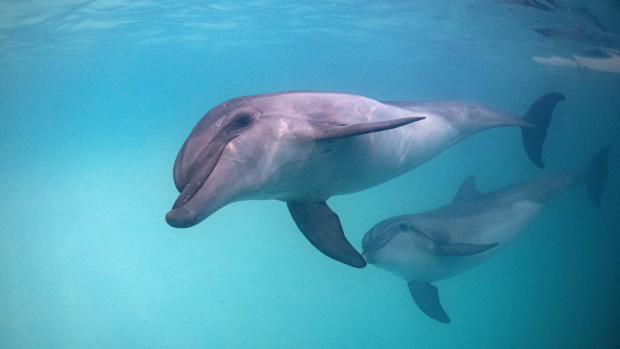 Подводная фотосъемка в бассейне. Профессиональная фотосъемка. Ростов-на-Дону