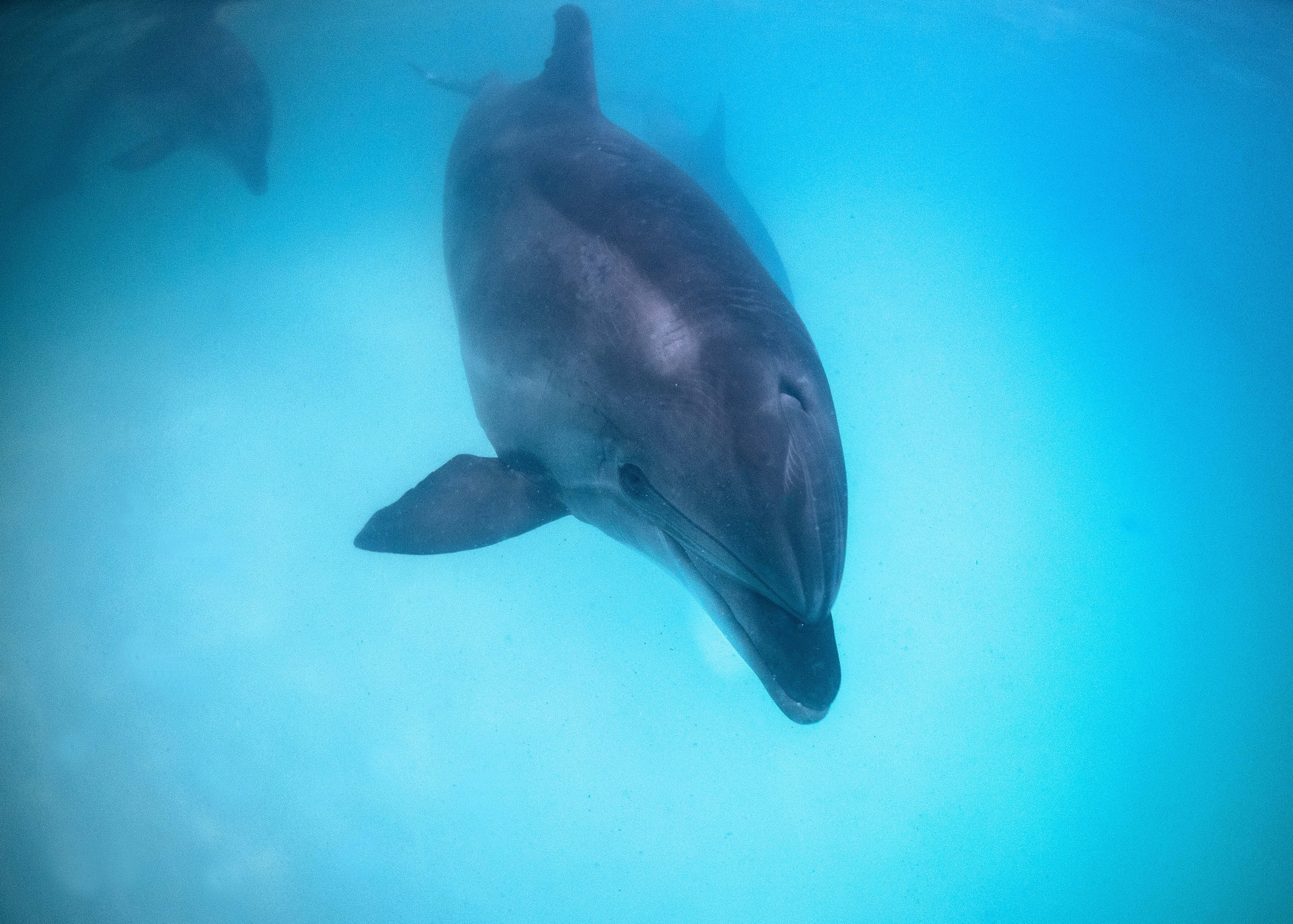Подводная фотосъемка в бассейне. Профессиональная фотосъемка. Ростов-на-Дону