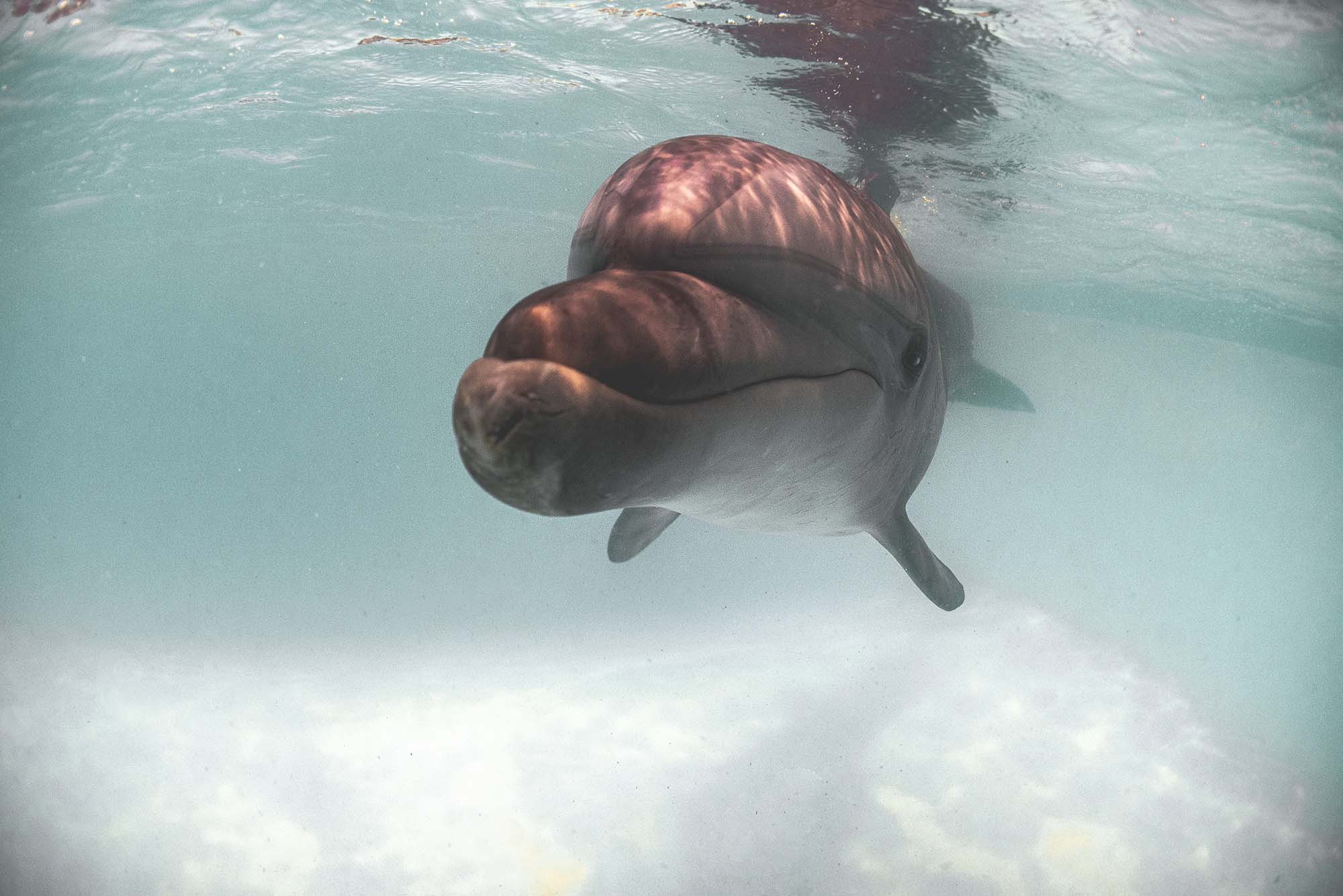 Подводная фотосъемка в бассейне. Профессиональная фотосъемка. Ростов-на-Дону