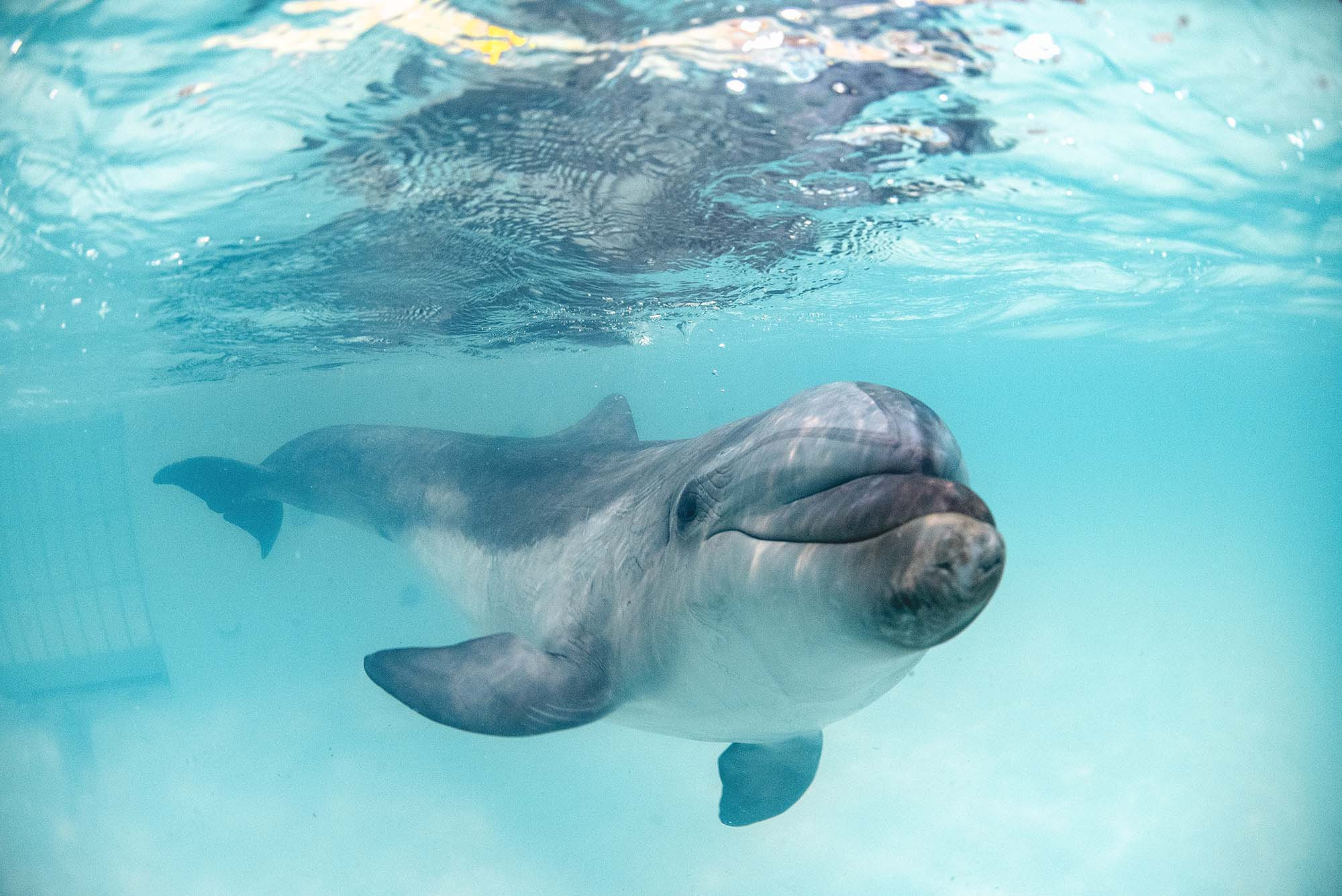 Подводная фотосъемка в бассейне. Профессиональная фотосъемка. Ростов-на-Дону