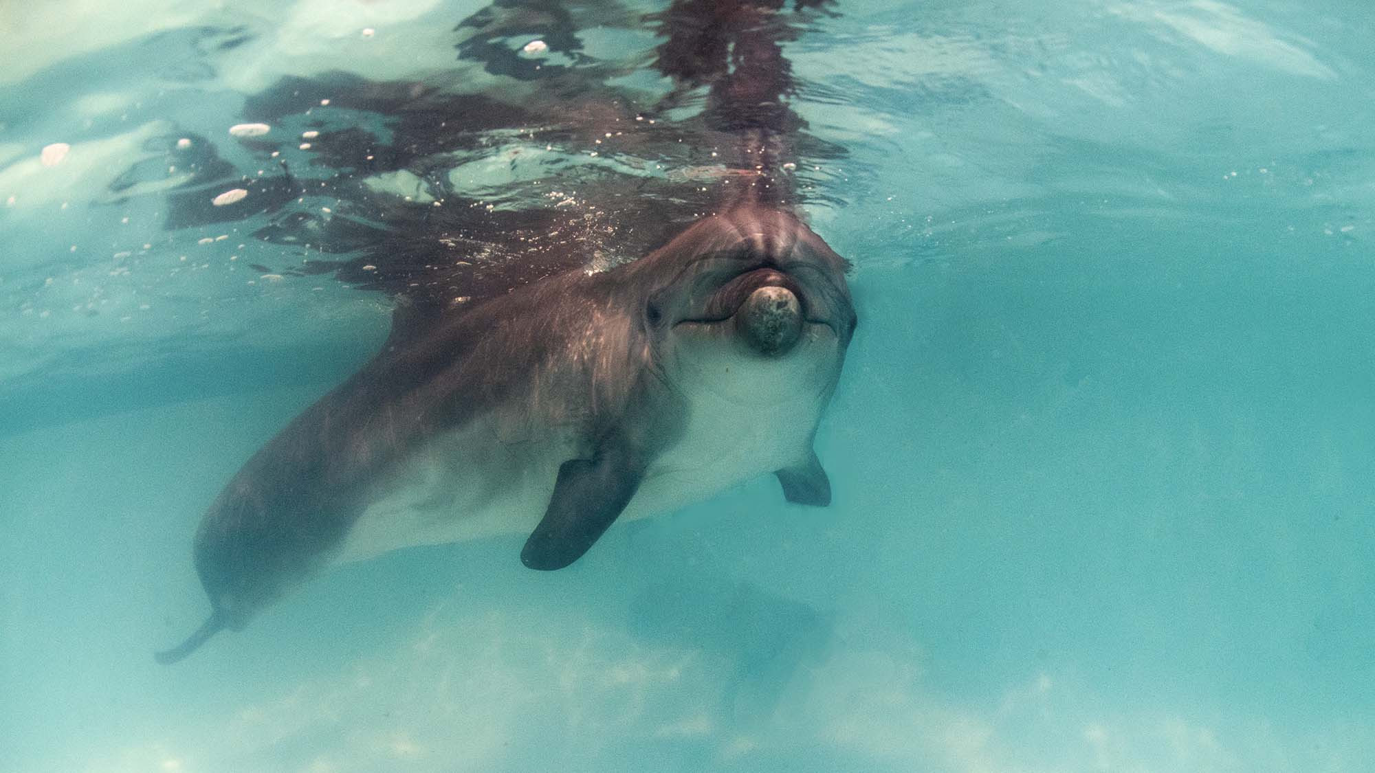 Подводная фотосъемка в бассейне. Профессиональная фотосъемка. Ростов-на-Дону