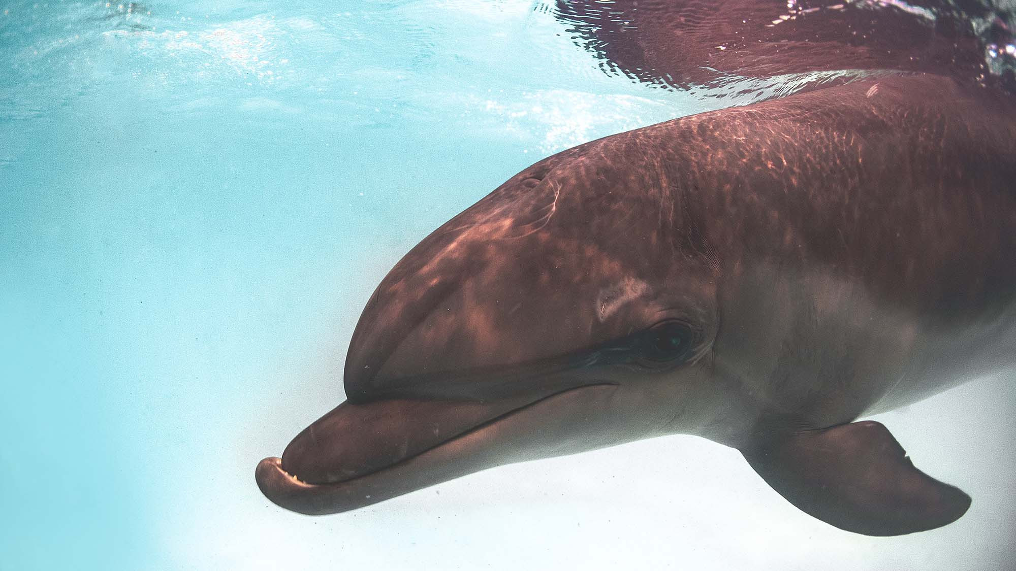 Подводная фотосъемка в бассейне. Профессиональная фотосъемка. Ростов-на-Дону