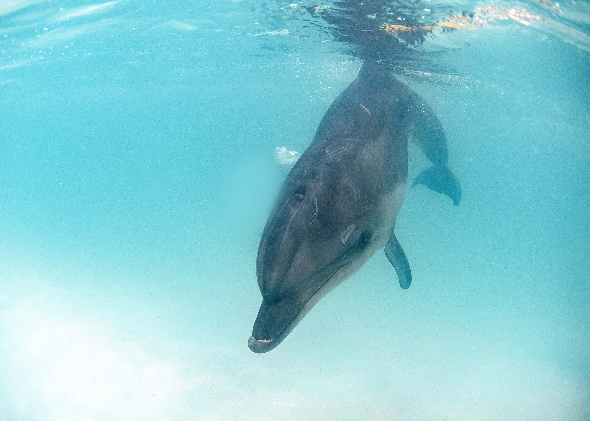 Подводная фотосъемка в бассейне. Профессиональная фотосъемка. Ростов-на-Дону