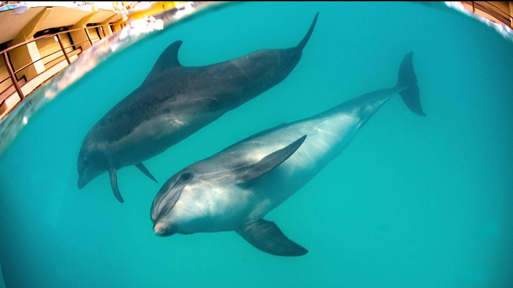 Подводная фотосъемка в бассейне. Профессиональная фотосъемка. Ростов-на-Дону