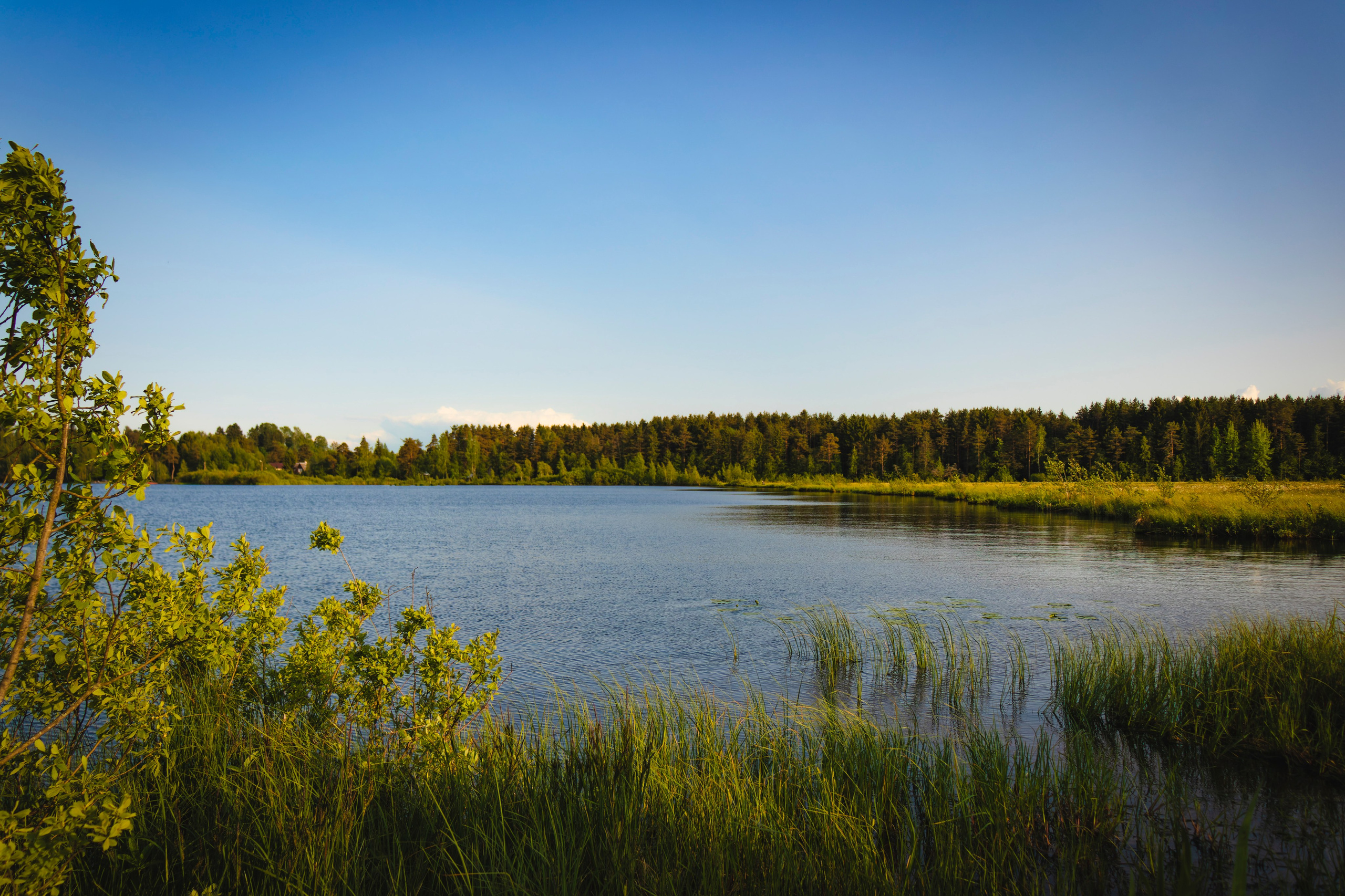 Из наблюдений. Плак или Квак