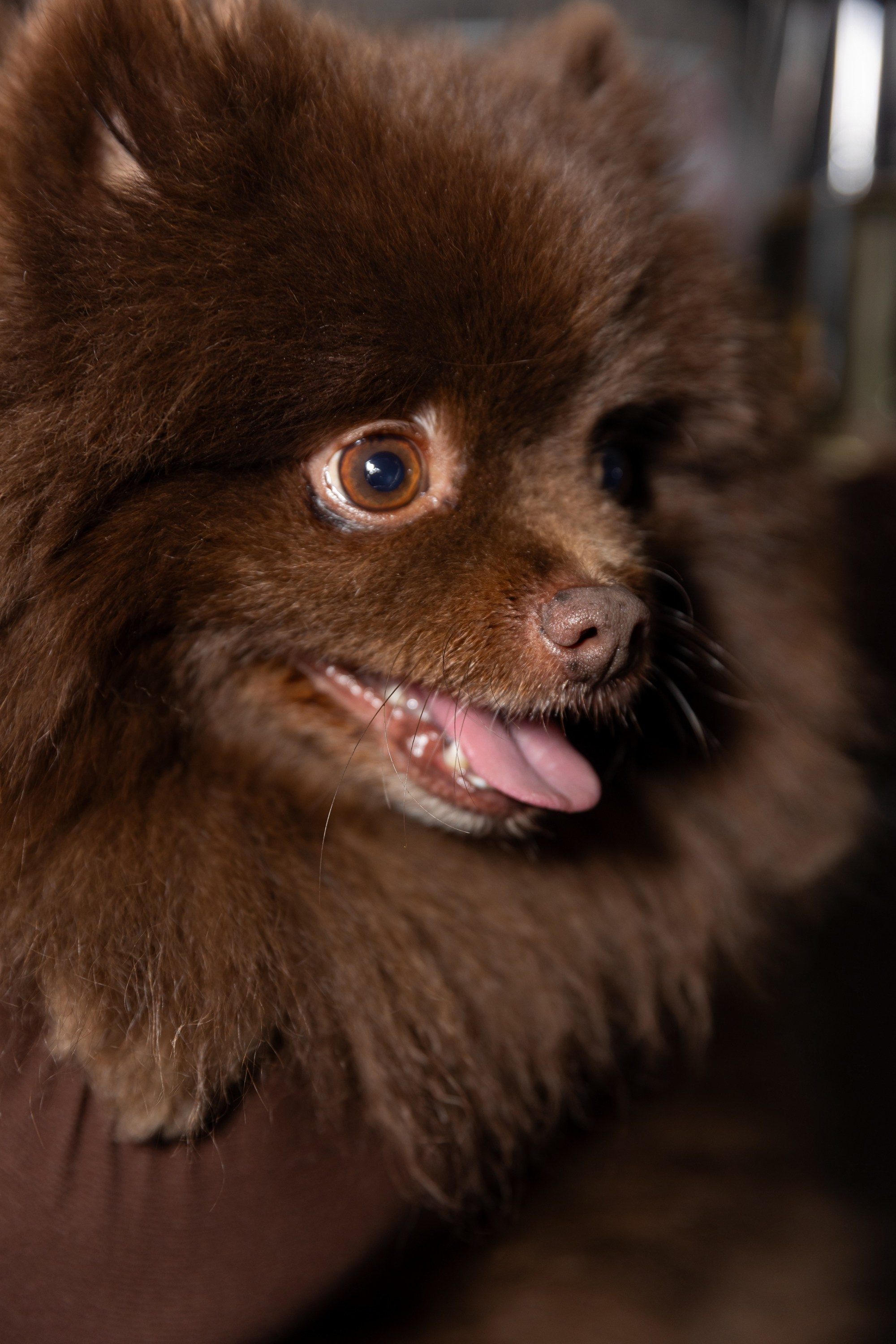 Корпоратив в «Шоко». Свадебный и семейный фотограф Виолетта Сидельникова. Краснодар, Россия, Беларусь, Европа