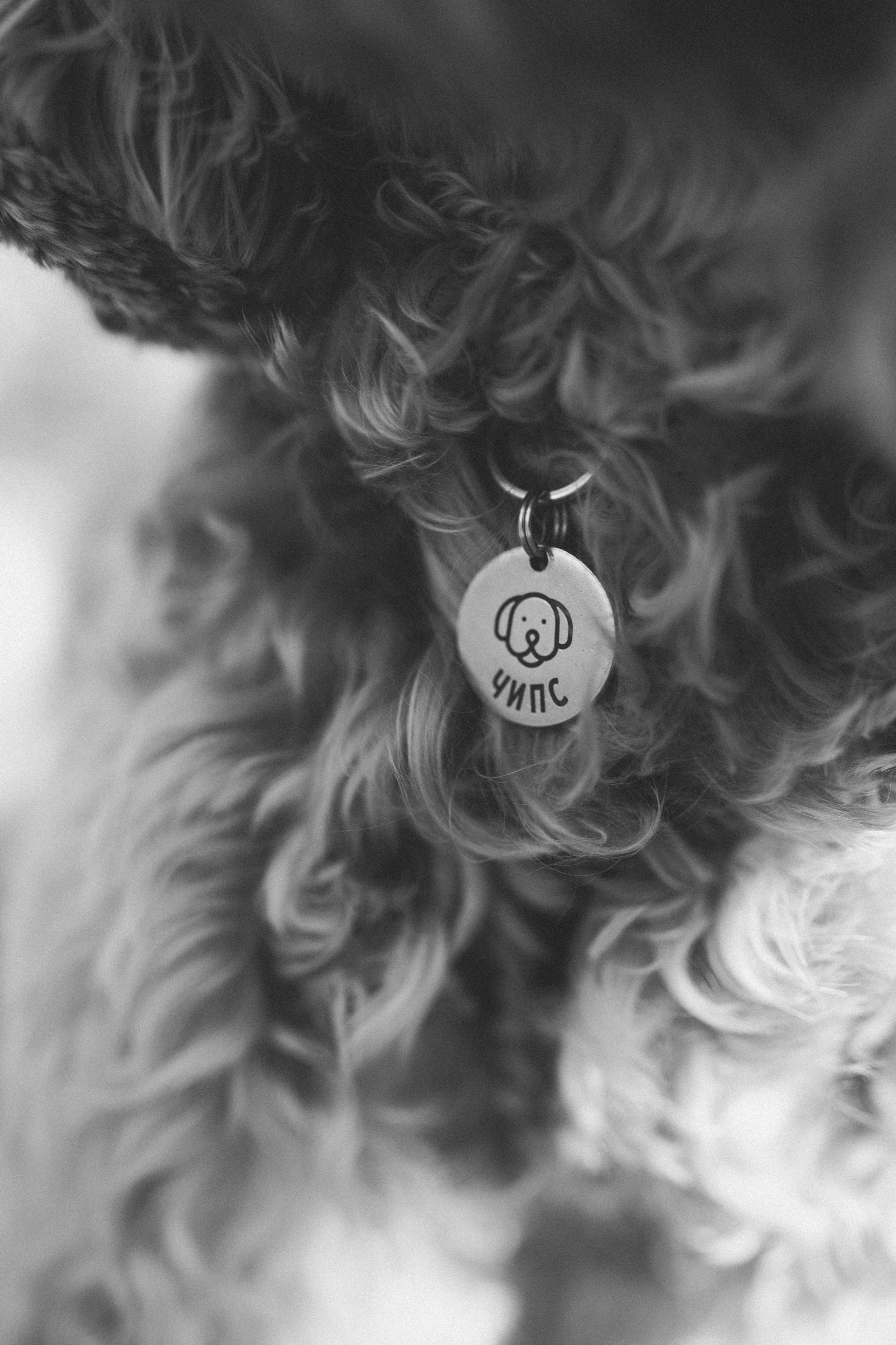 Саша Леся и Чипс. Свадебный фотограф Казань