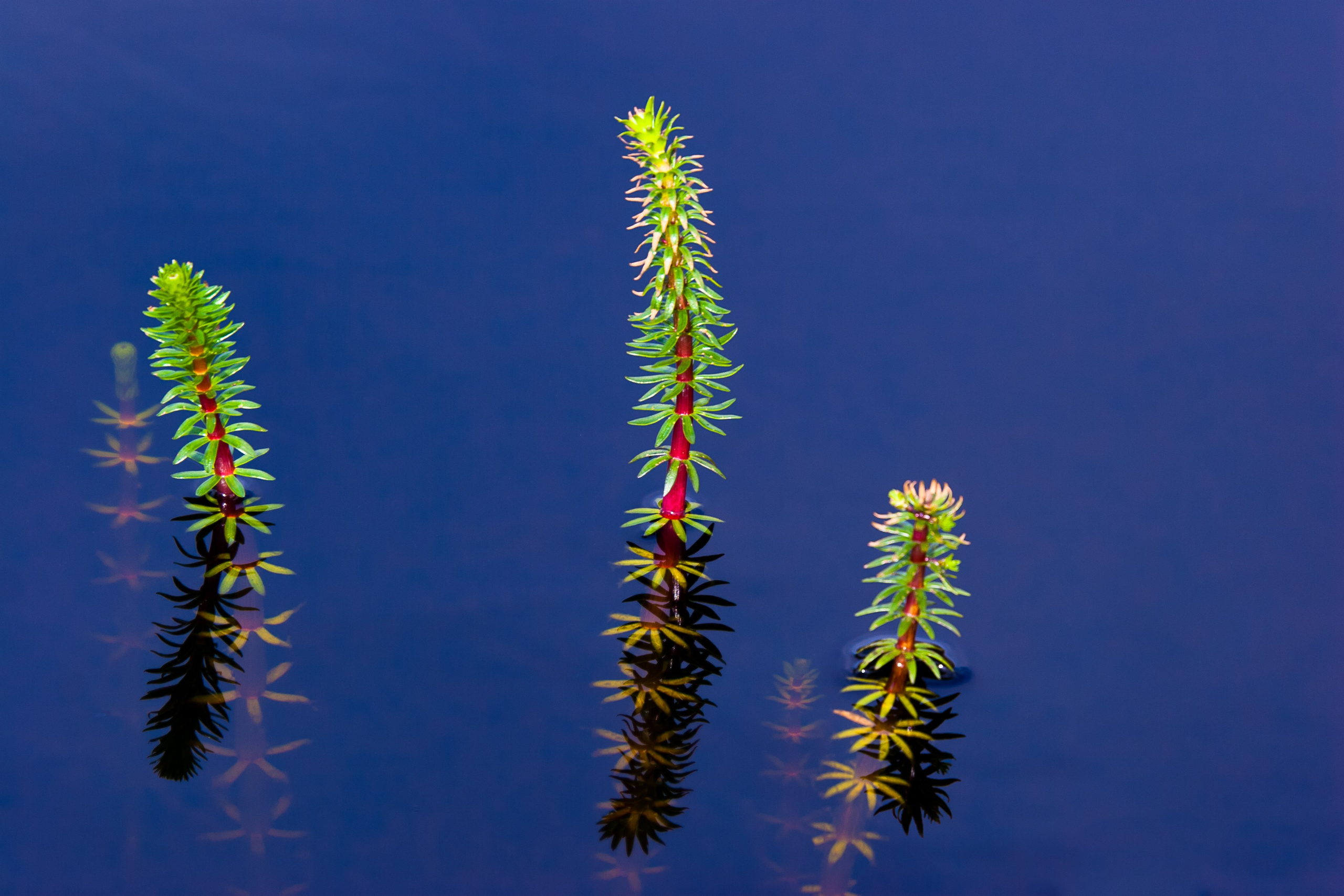 Мир растений. Пейзажи Крайнего Севера. Баренцево море, Рыбачий, Средний, Немецкий