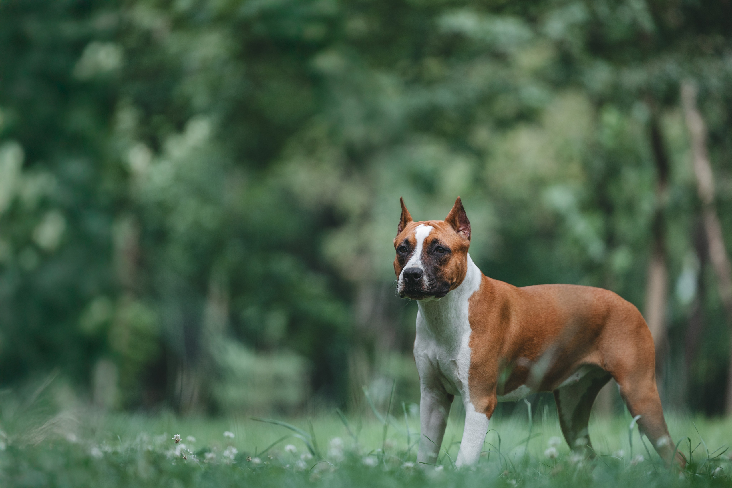 Американский стаффордширский терьер. Фотограф Анималист в Москве Анастасия Жучкова