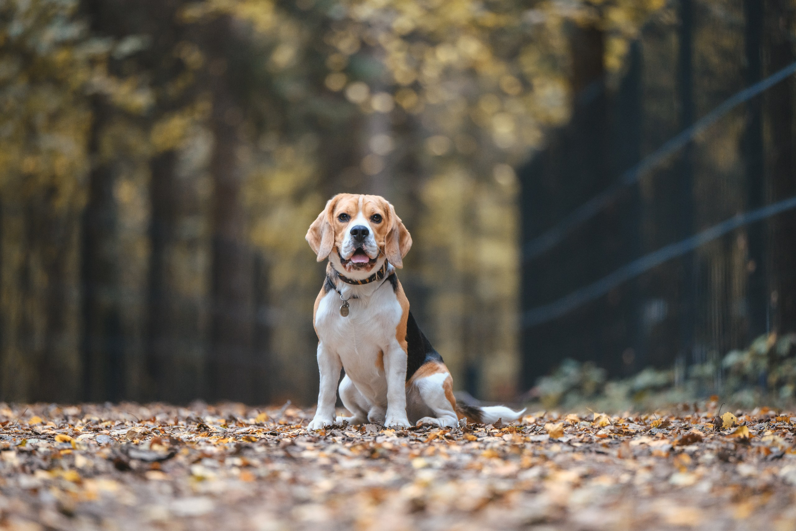 Наталья и Бока. Фотограф Анималист в Москве Анастасия Жучкова