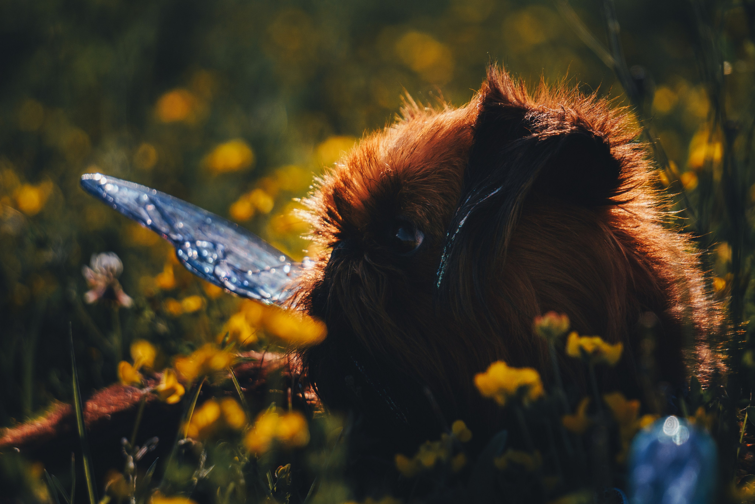 Катя и Яшма. Фотограф-анималист Ксения Воробьева, Москва