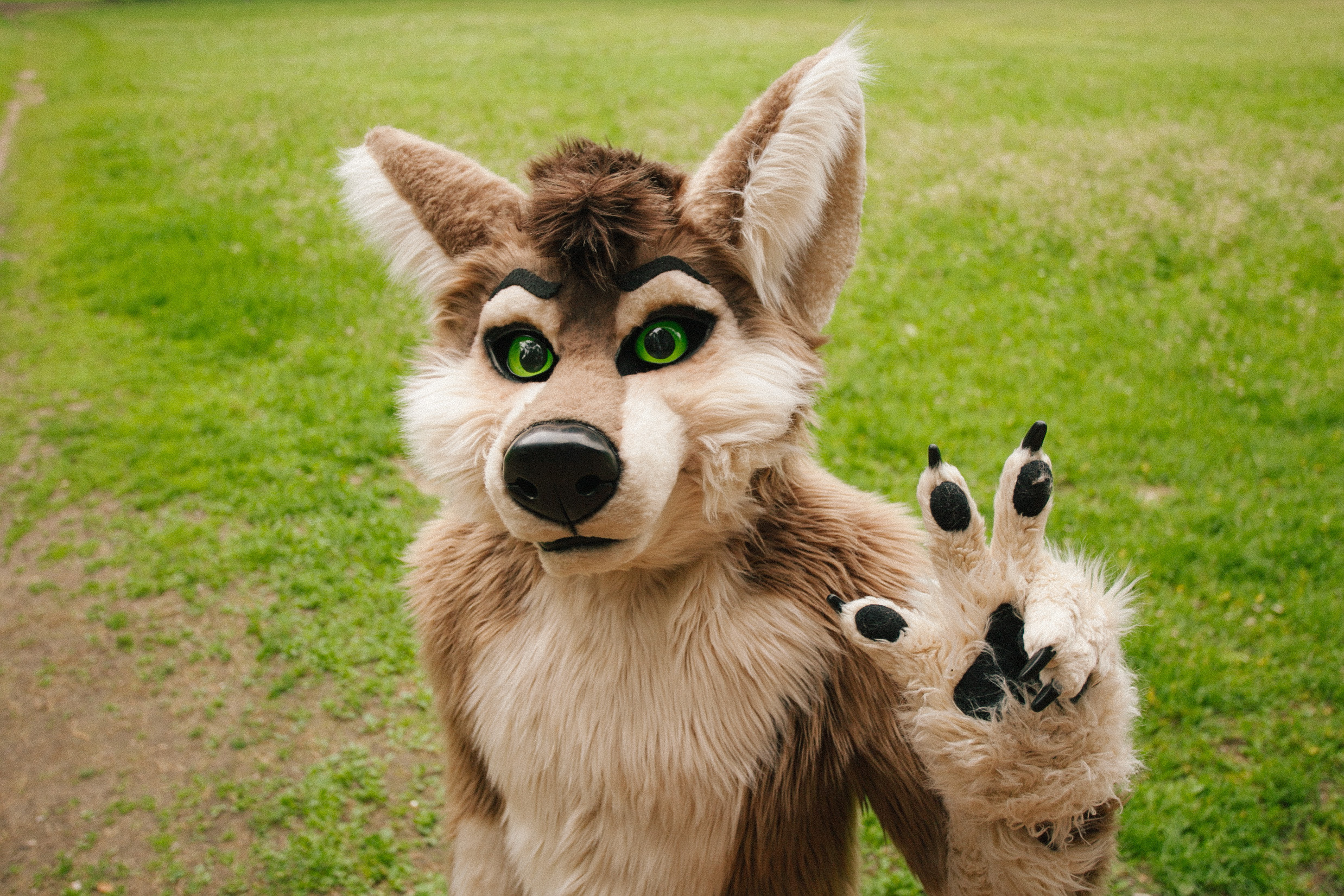 волк, фури, природа, лето, роща, зеленая трава