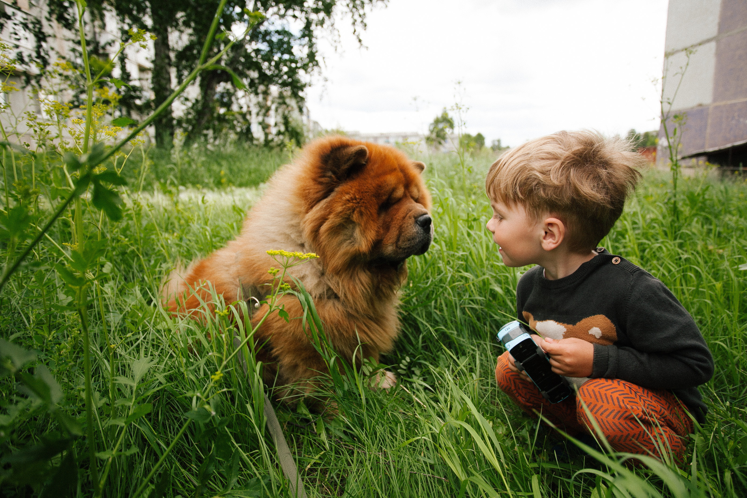 Фотосессии собак. Фотограф Дарья Локотко в Красноярске