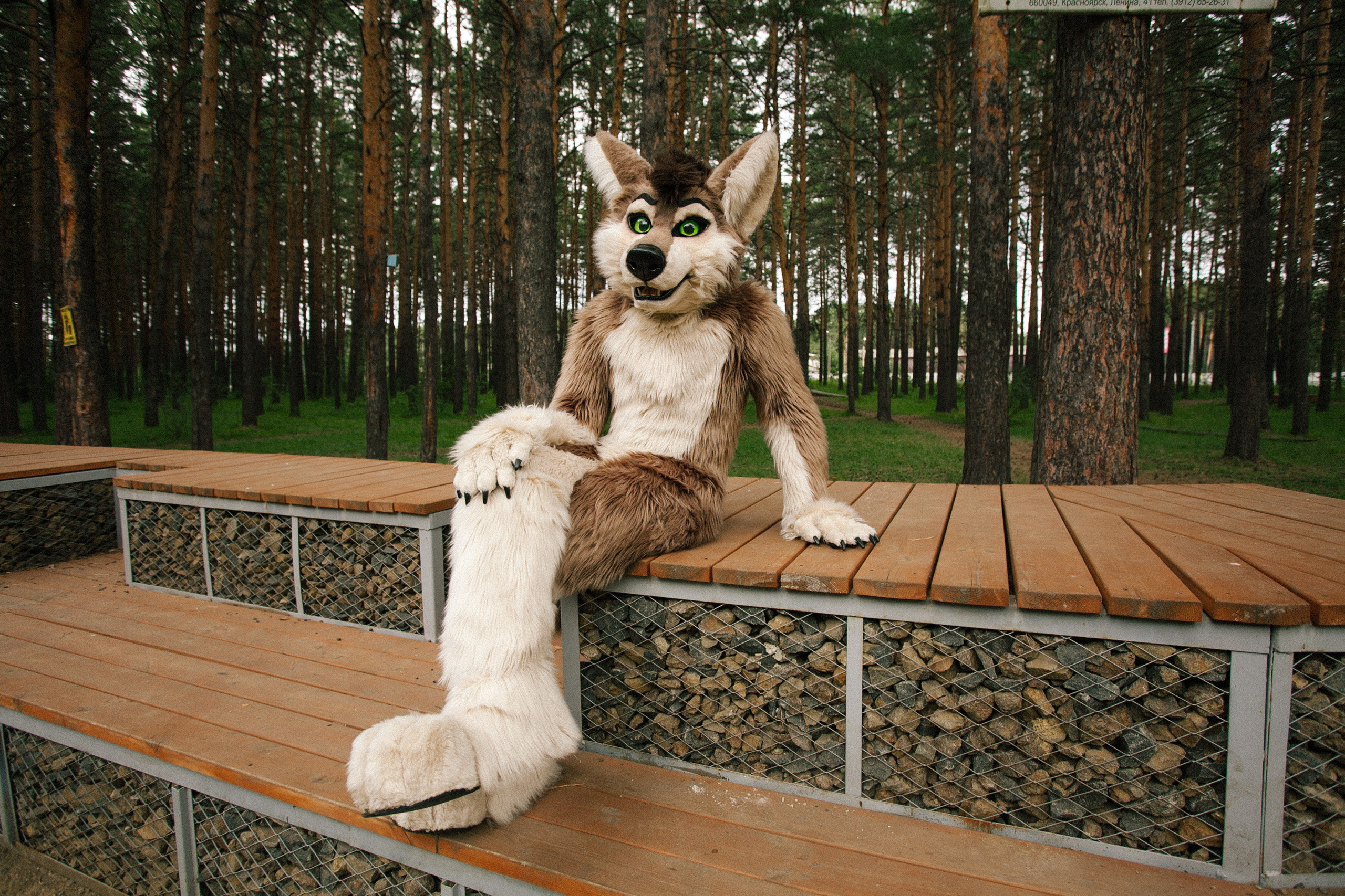 волк, фури, природа, лето,  