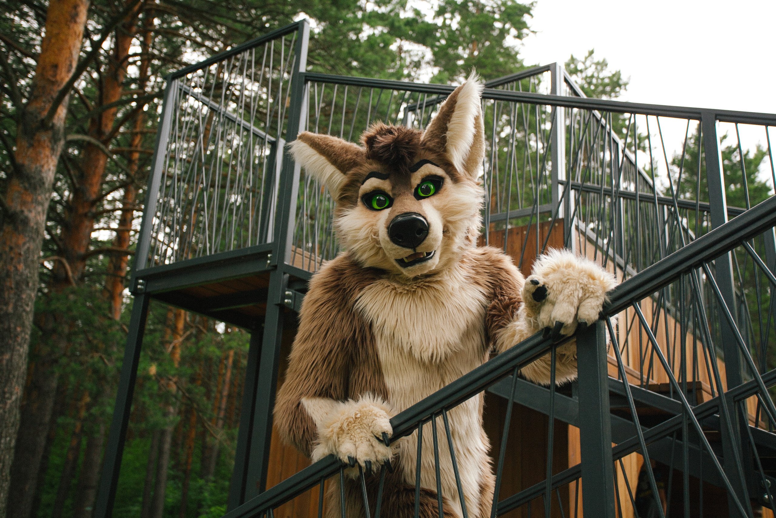 волк, фури, природа, лето, роща,