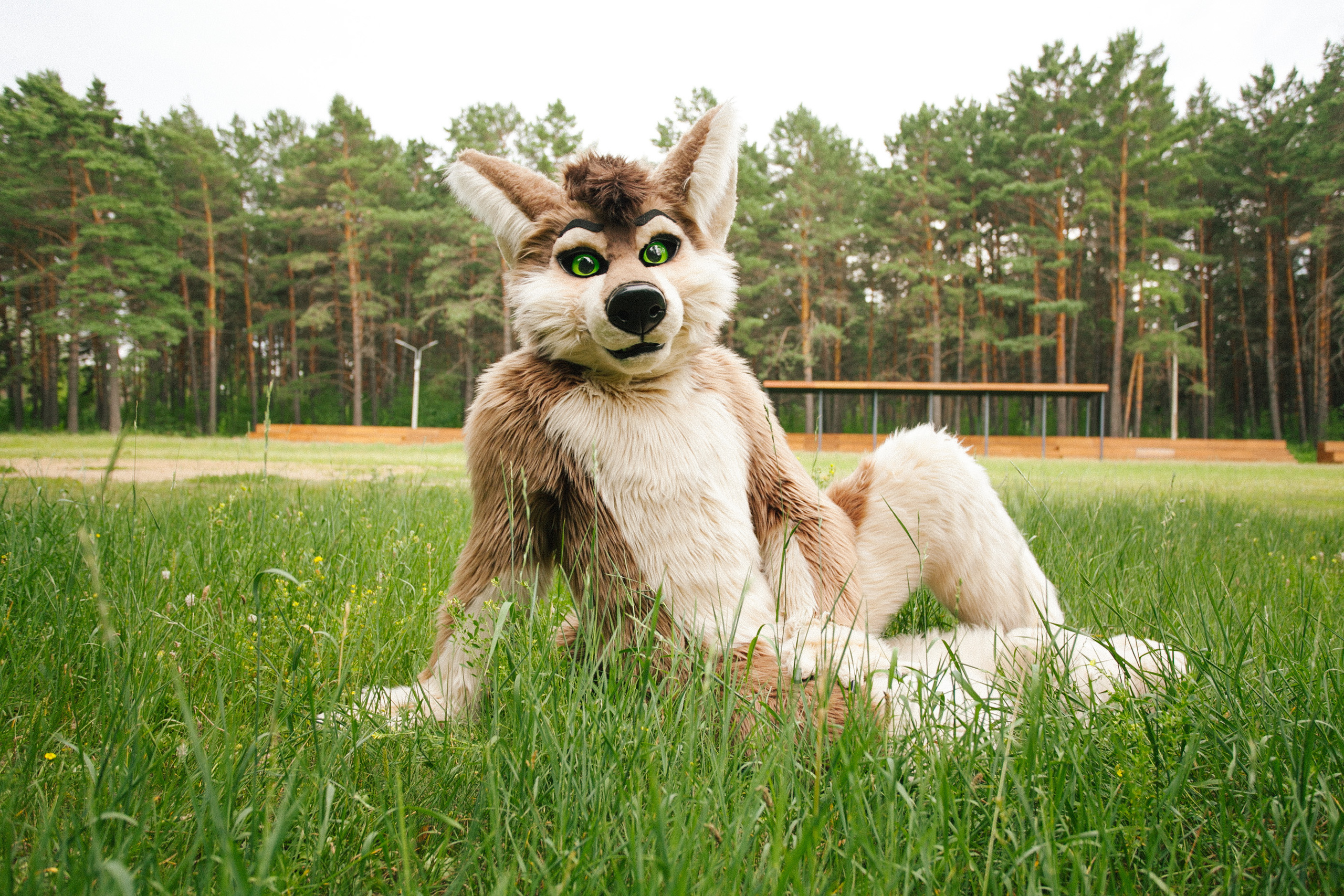 волк, фури, природа, лето,  зеленая трава