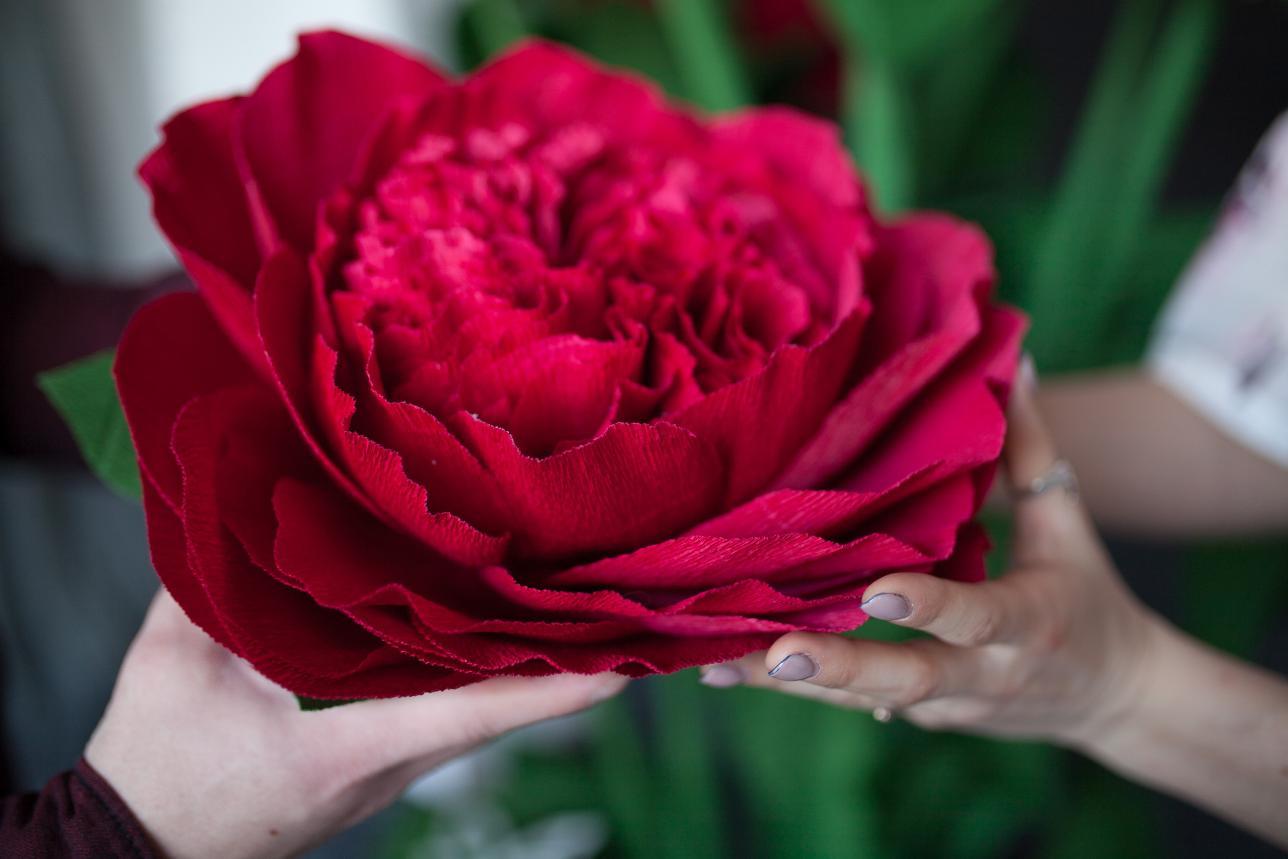 Цветы. Фотограф Дарья Локотко в Красноярске