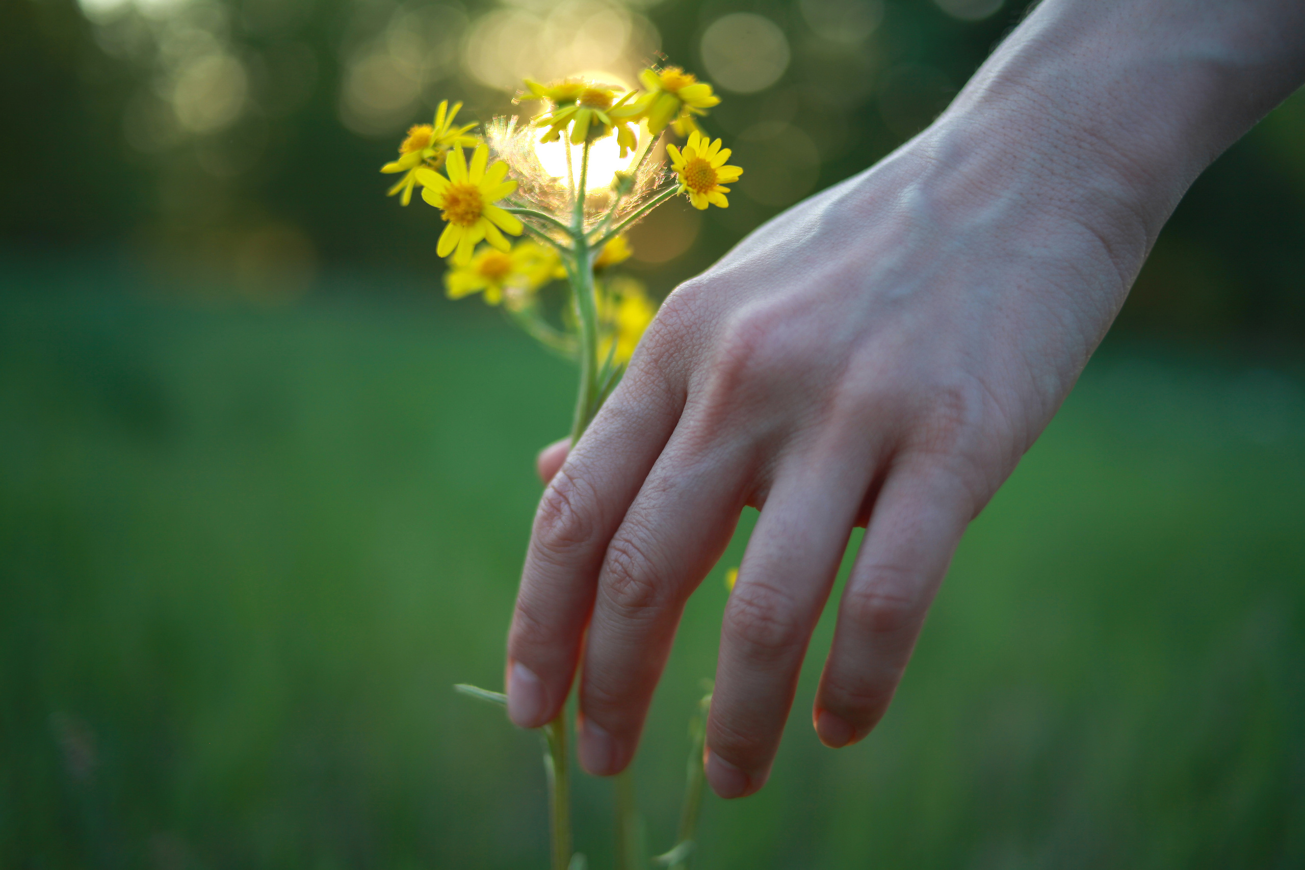 Таис. Фотограф Дарья Локотко в Красноярске