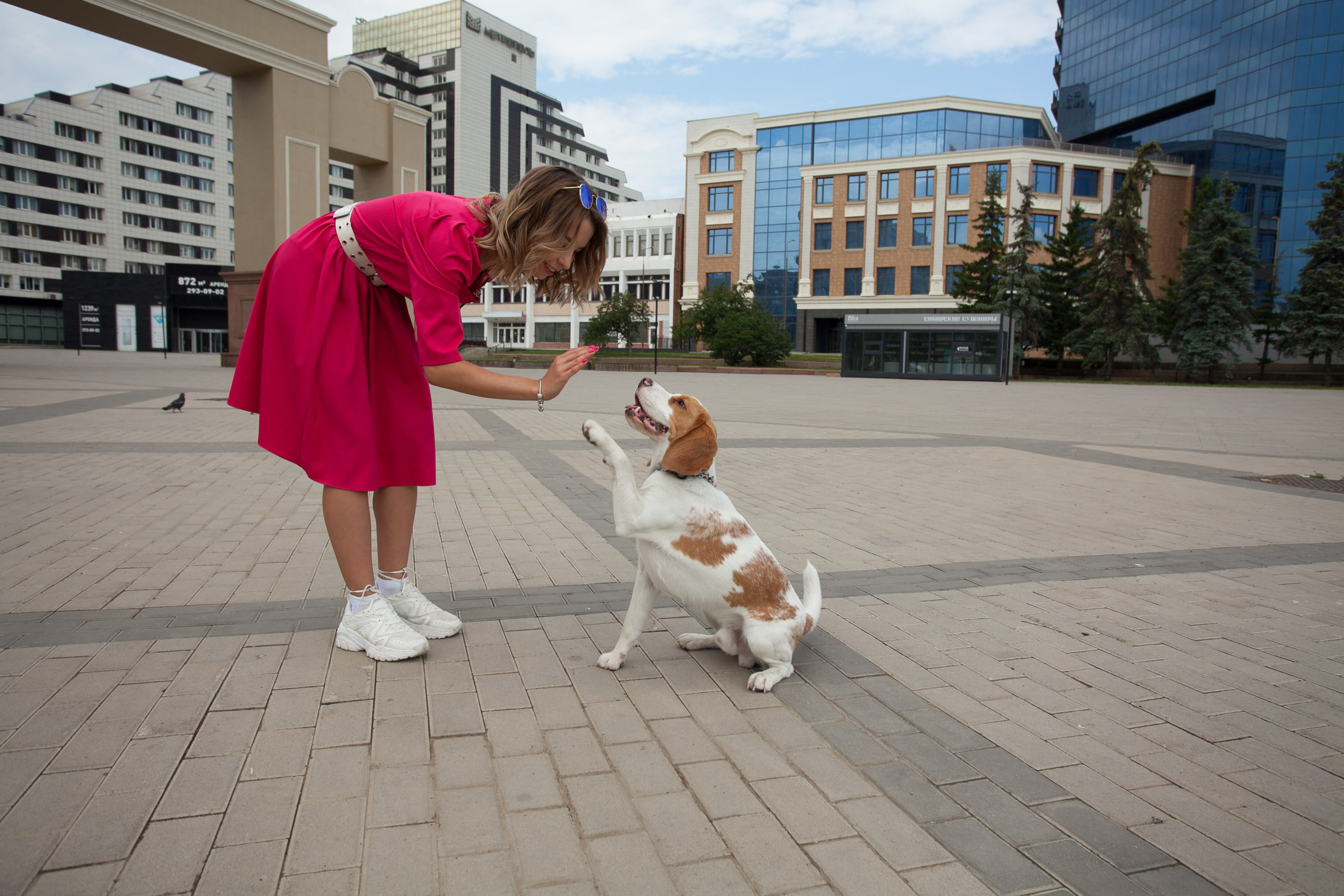 бигль красивая пара фотосессия