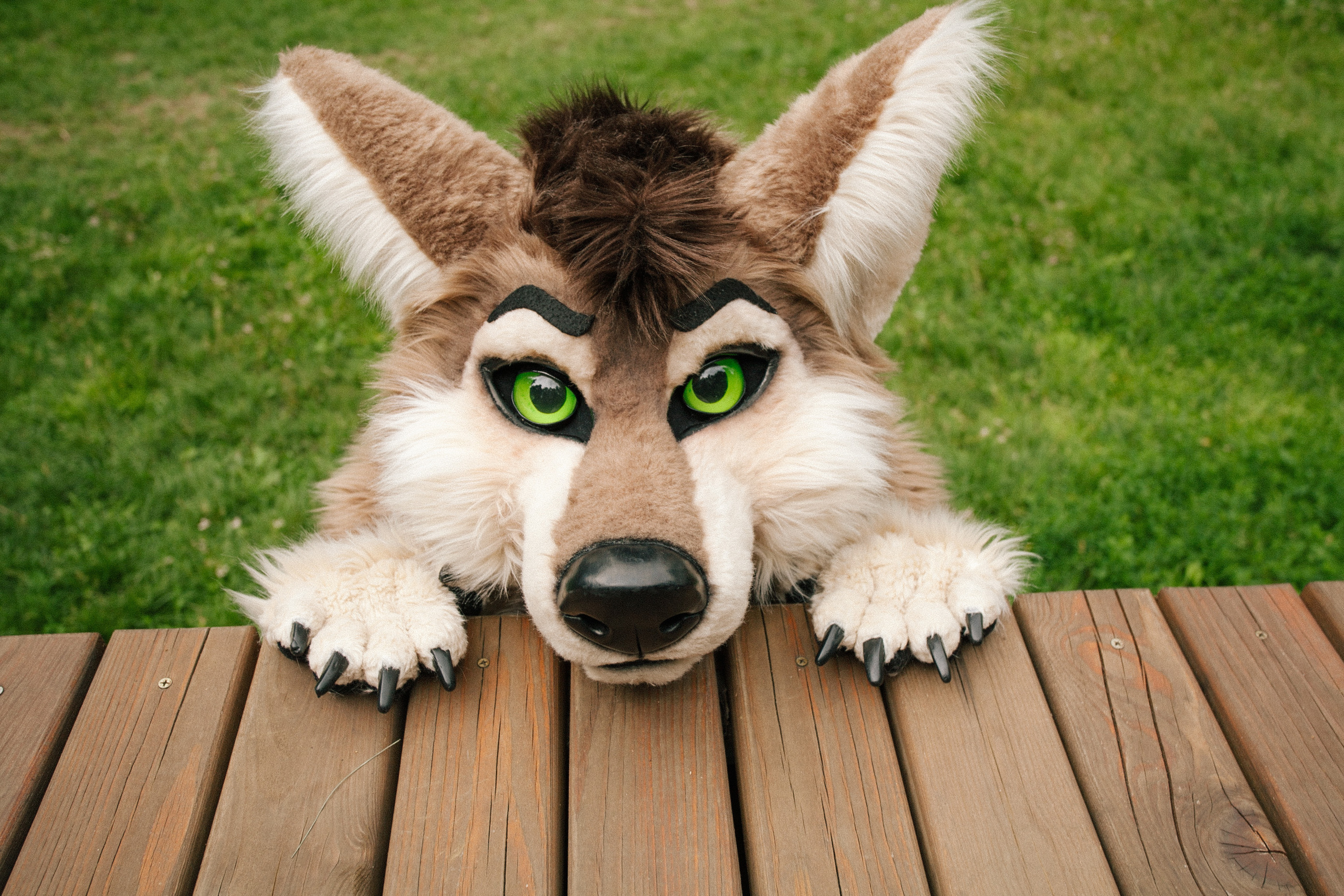 волк, фури, природа, лето,  зеленая трава