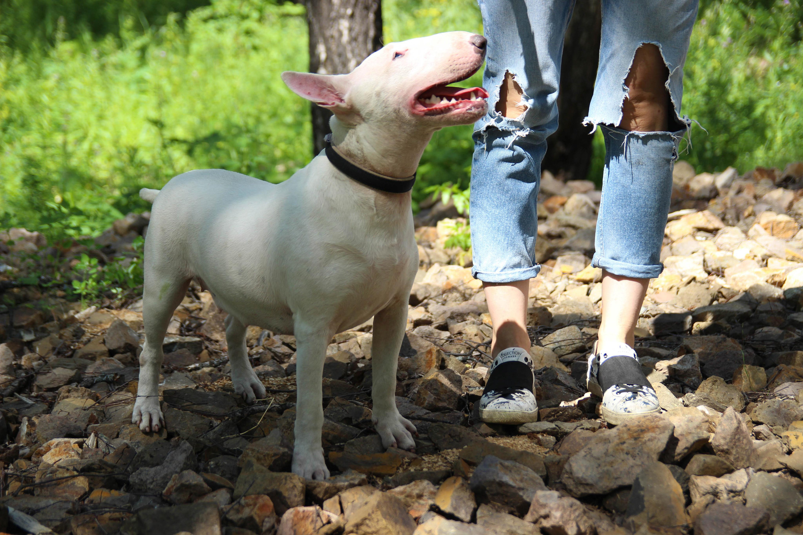 бультерьер собака  на природе, рваные джинсы