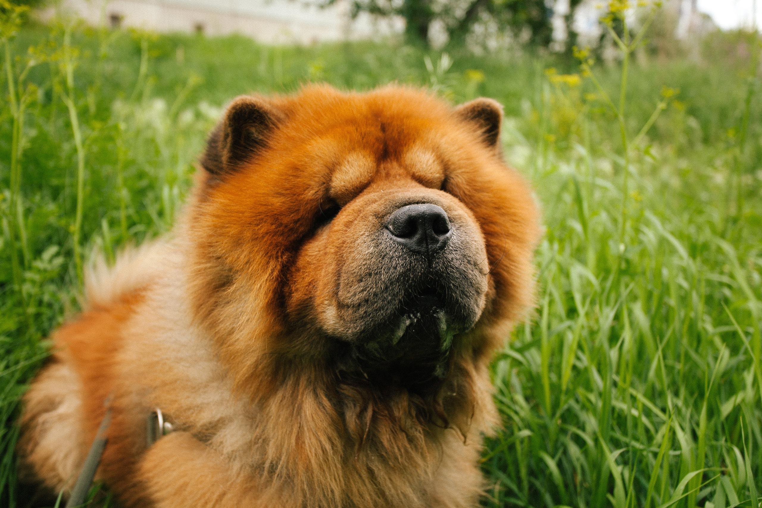 Фотосессии собак. Фотограф Дарья Локотко в Красноярске