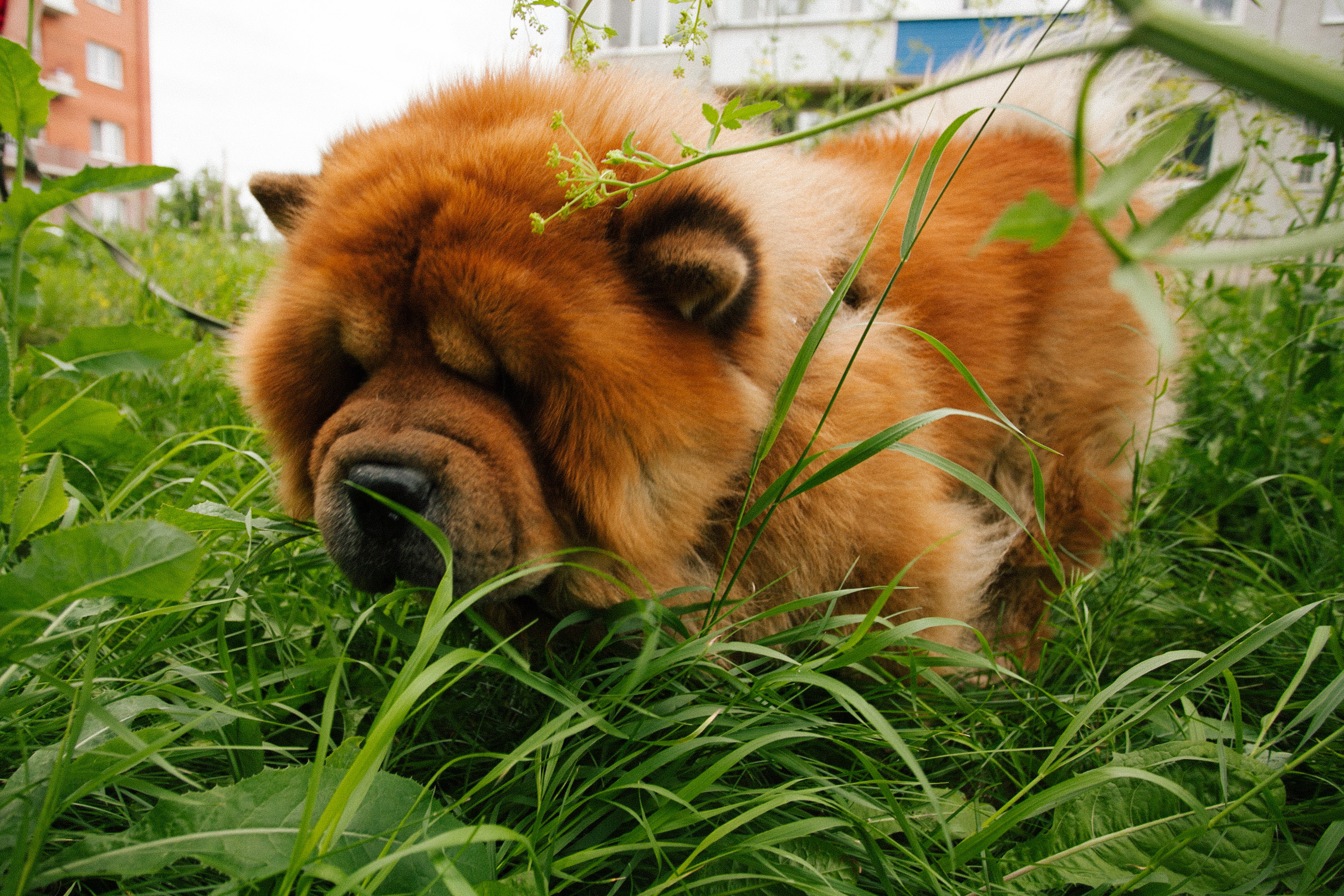 Фотосессии собак. Фотограф Дарья Локотко в Красноярске