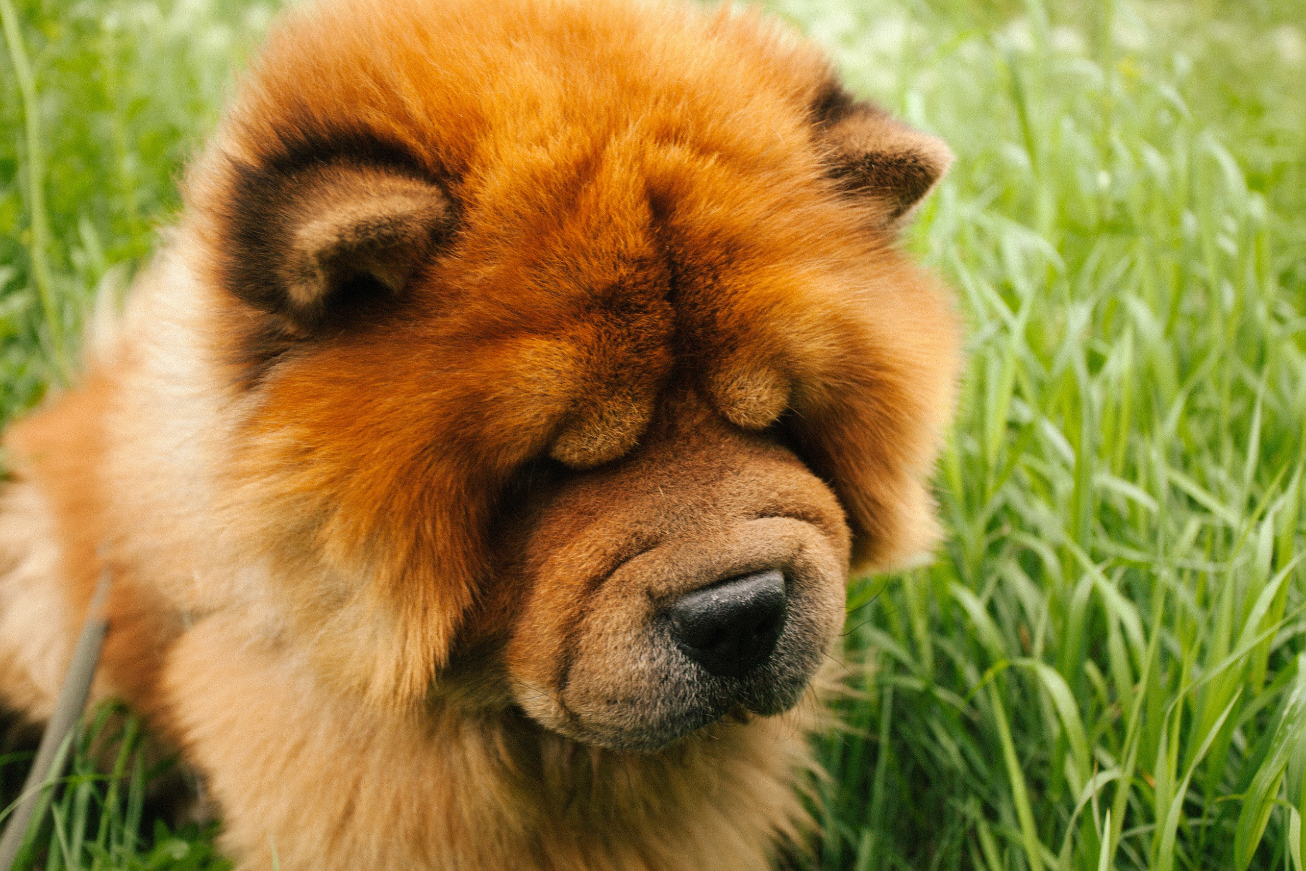 Фотосессии собак. Фотограф Дарья Локотко в Красноярске