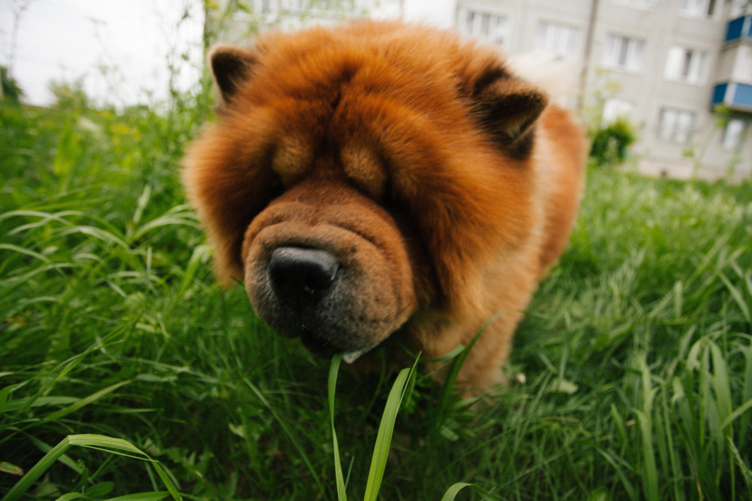 Фотосессии собак. Фотограф Дарья Локотко в Красноярске