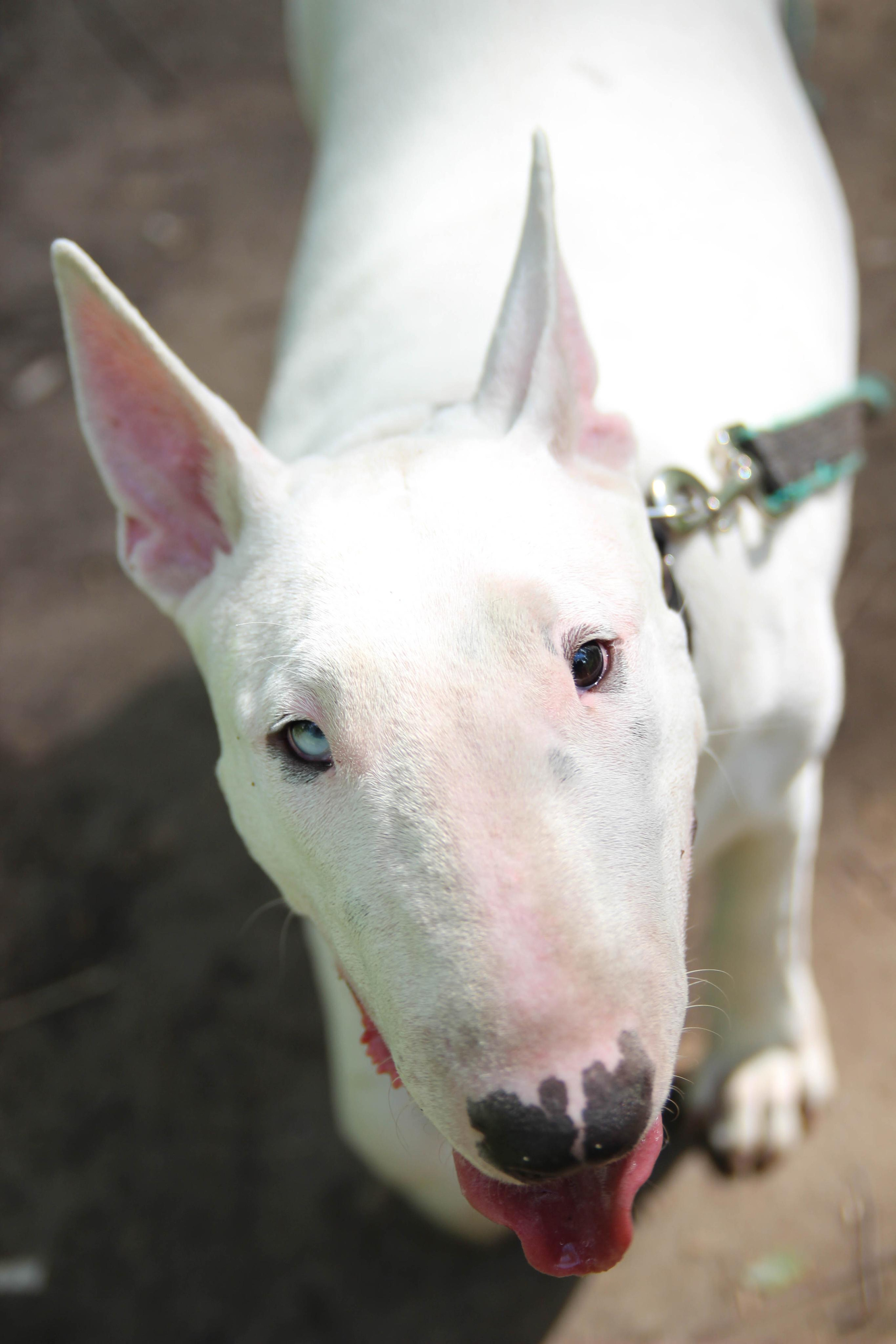 бультерьер собака 