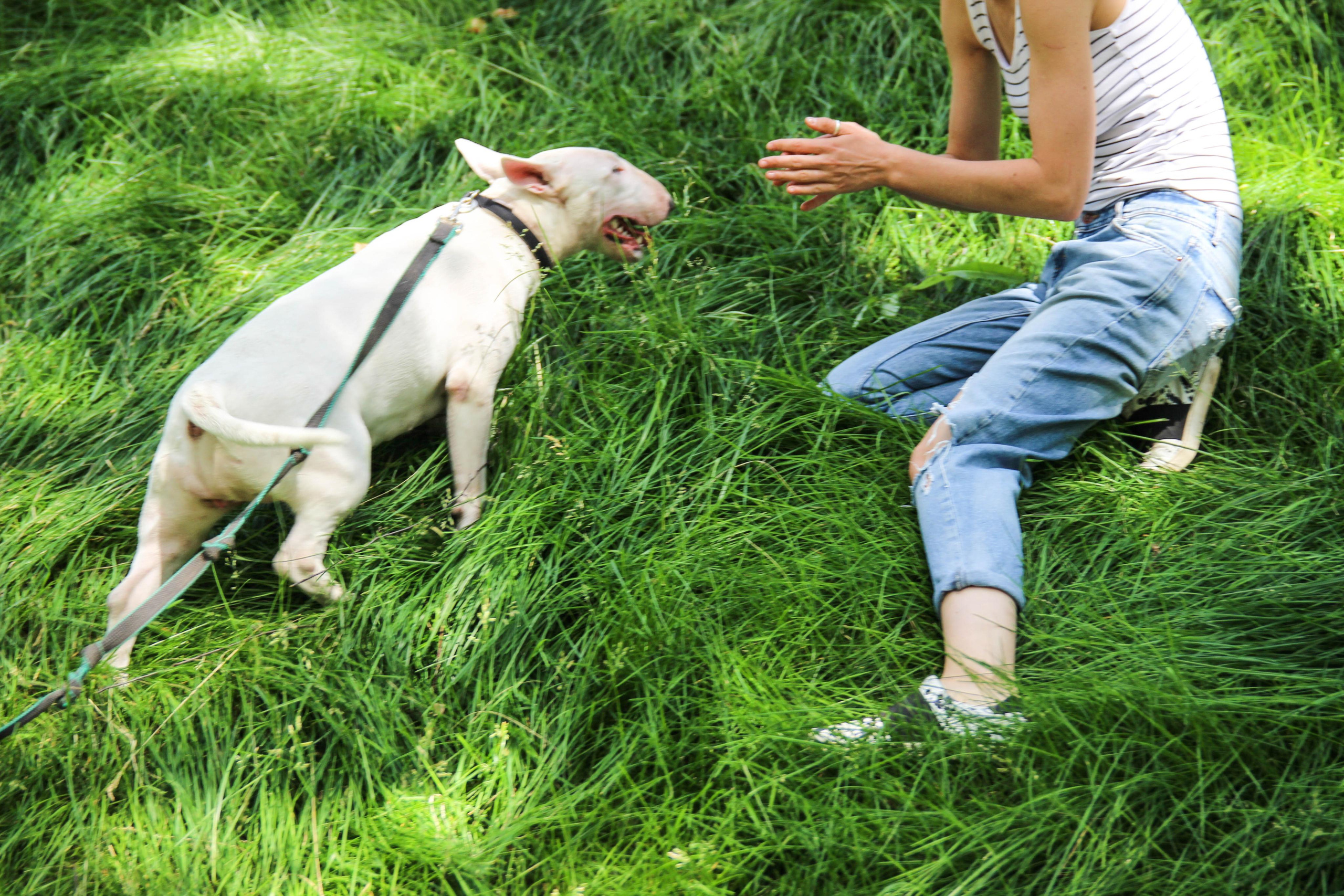 бультерьер собака и девушка на зеленой траве