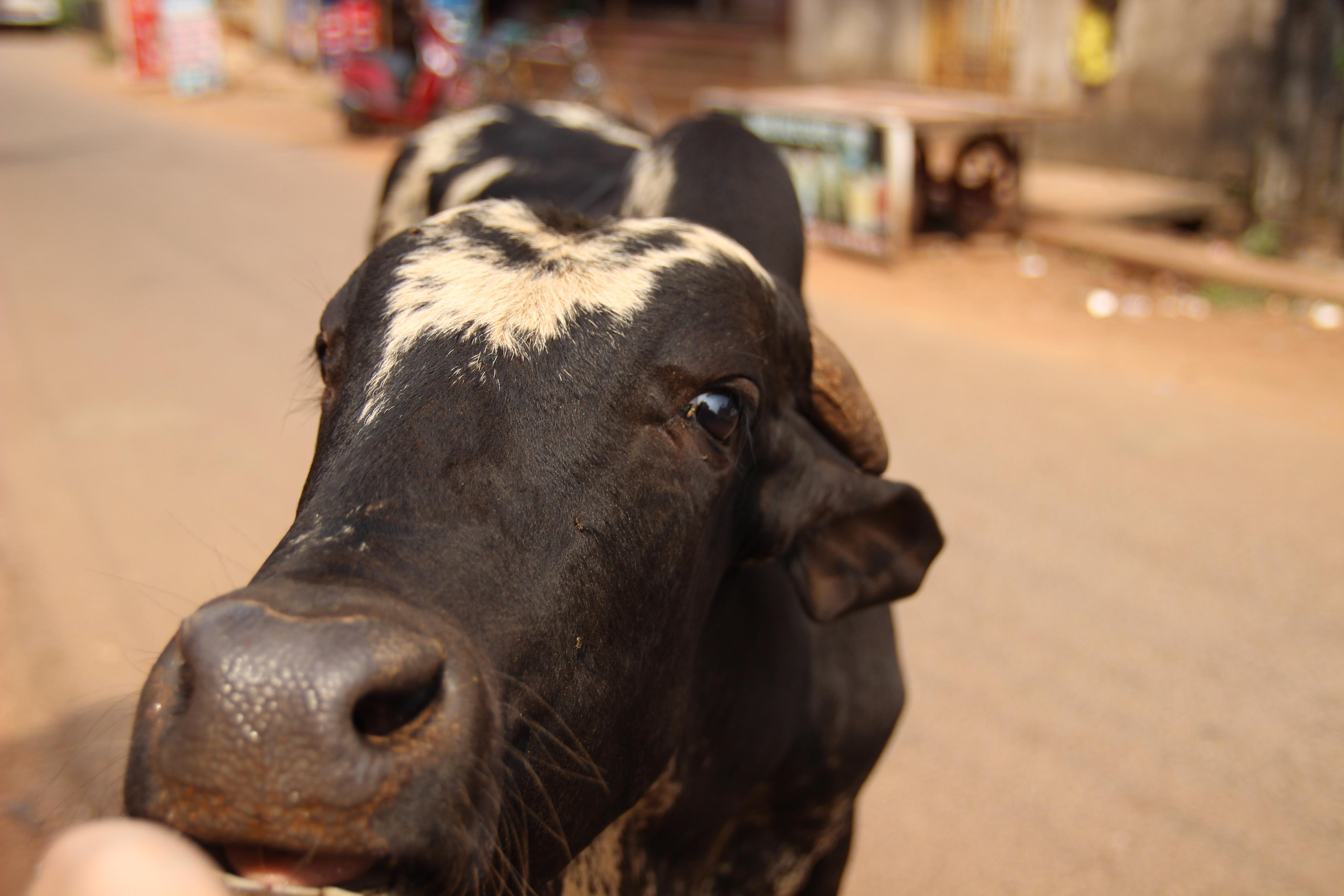 Индия. Фотограф Дарья Локотко в Красноярске