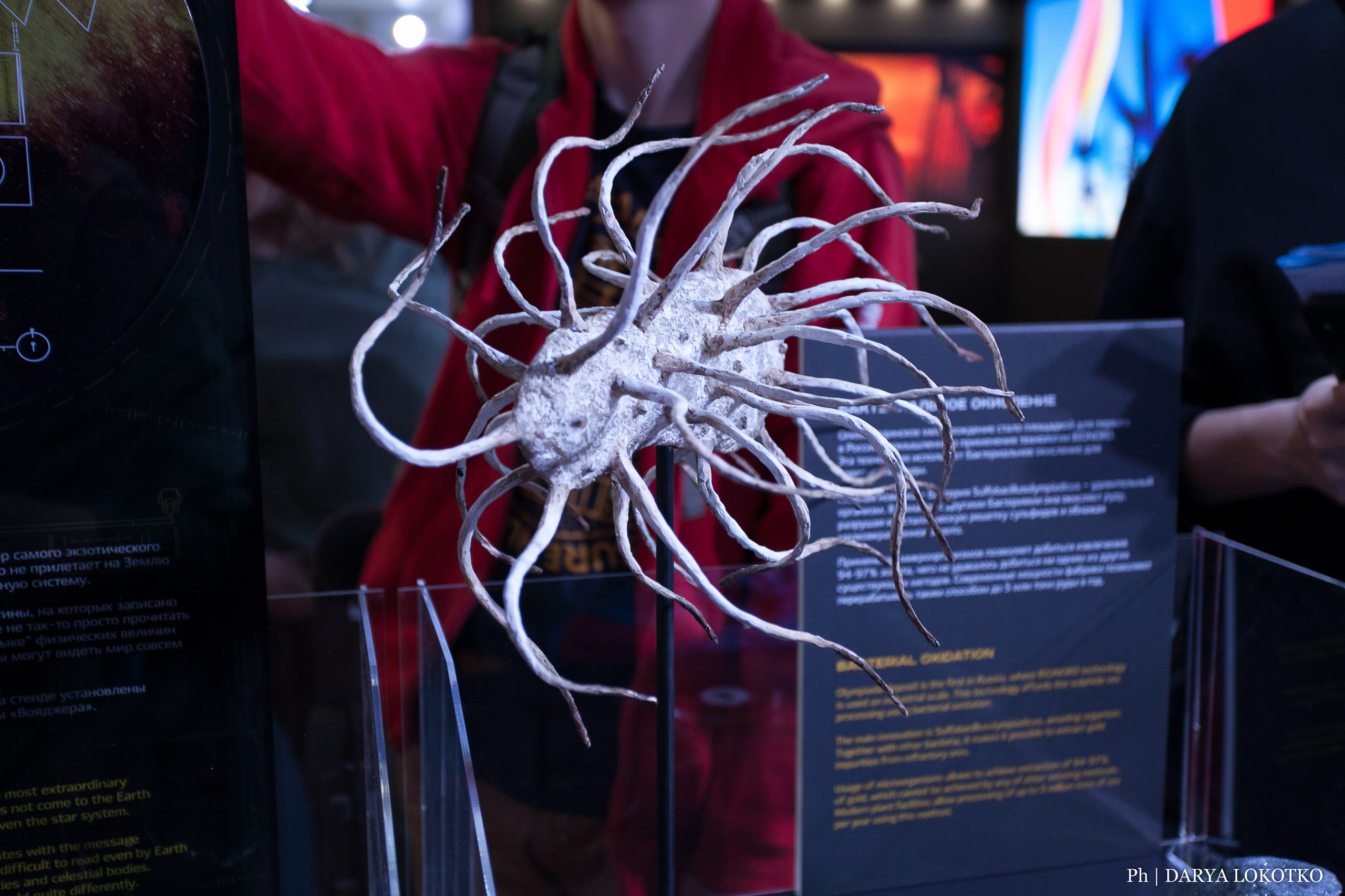 Мир Сибири в Красноярске. Фотограф Дарья Локотко в Красноярске