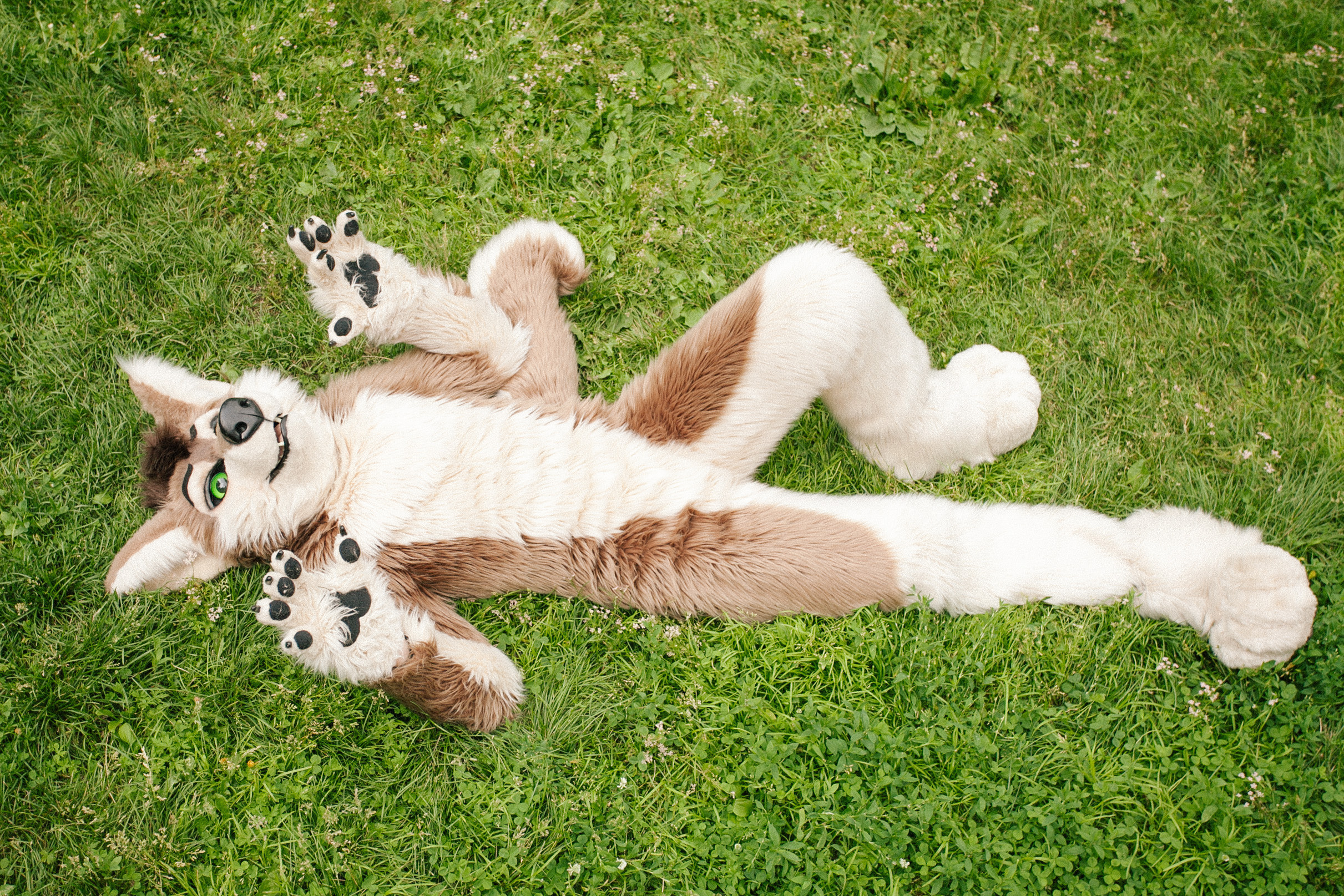 волк, фури, природа, лето,  зеленая трава