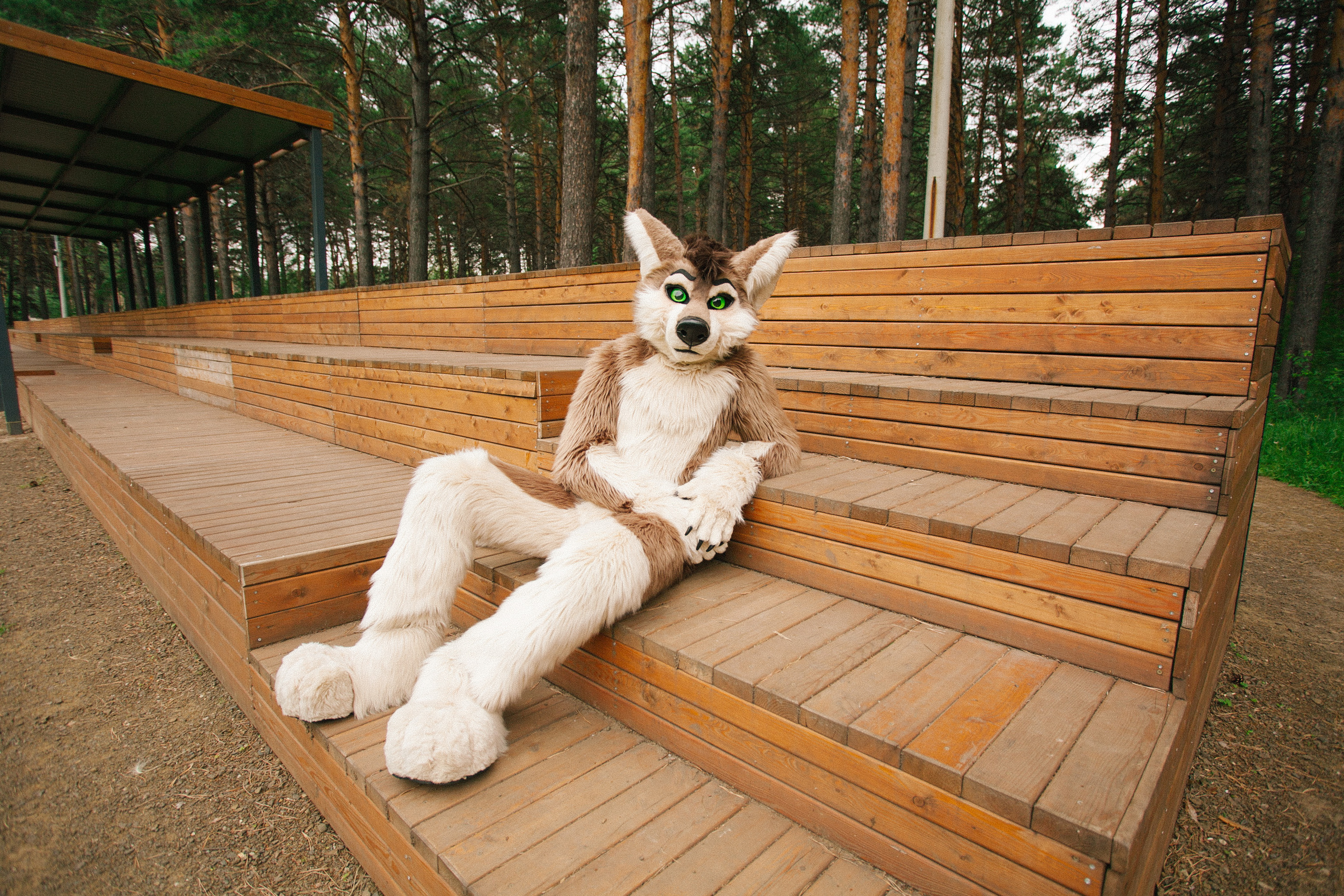 волк, фури, природа, лето, роща, ступени